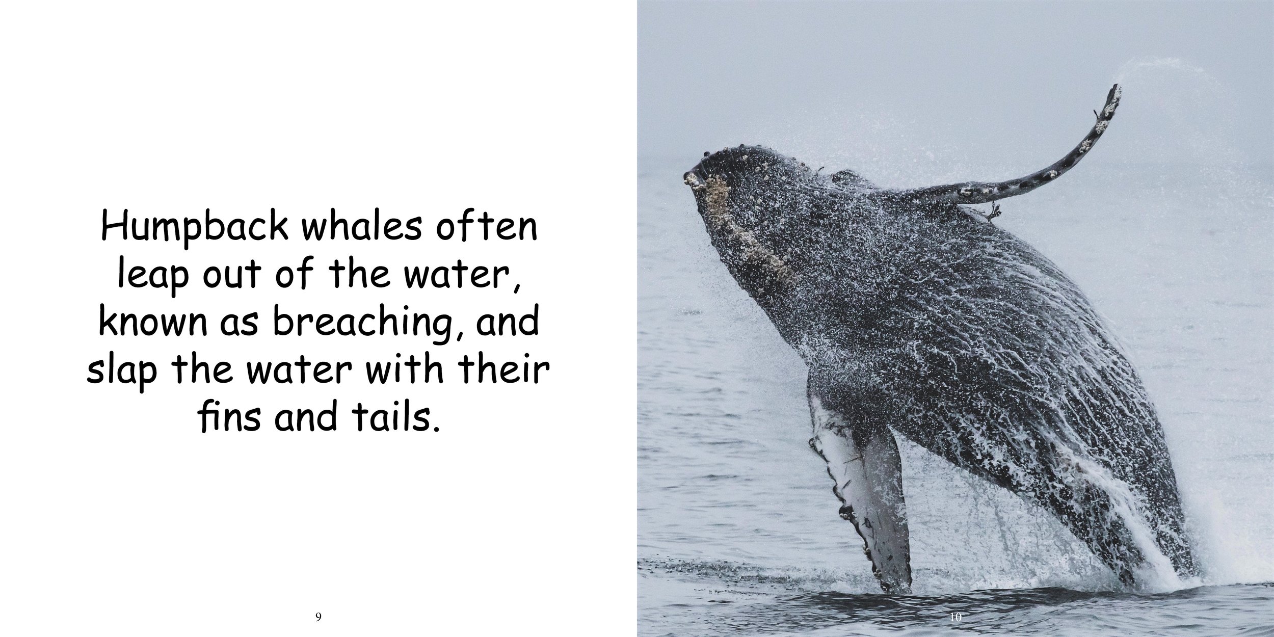 Everything about Whales - Animal Series9.jpg
