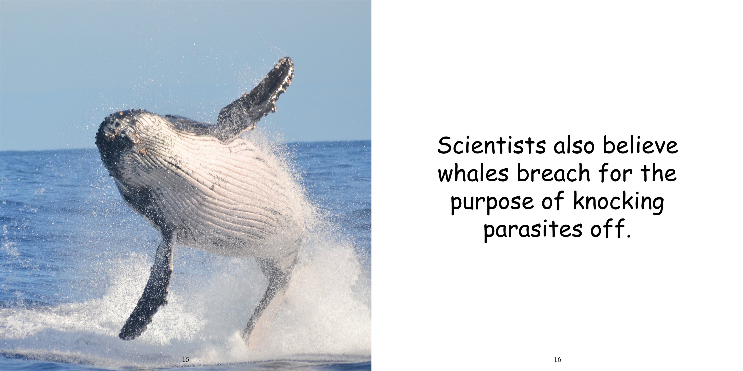 Everything about Whales - Animal Series12.jpg