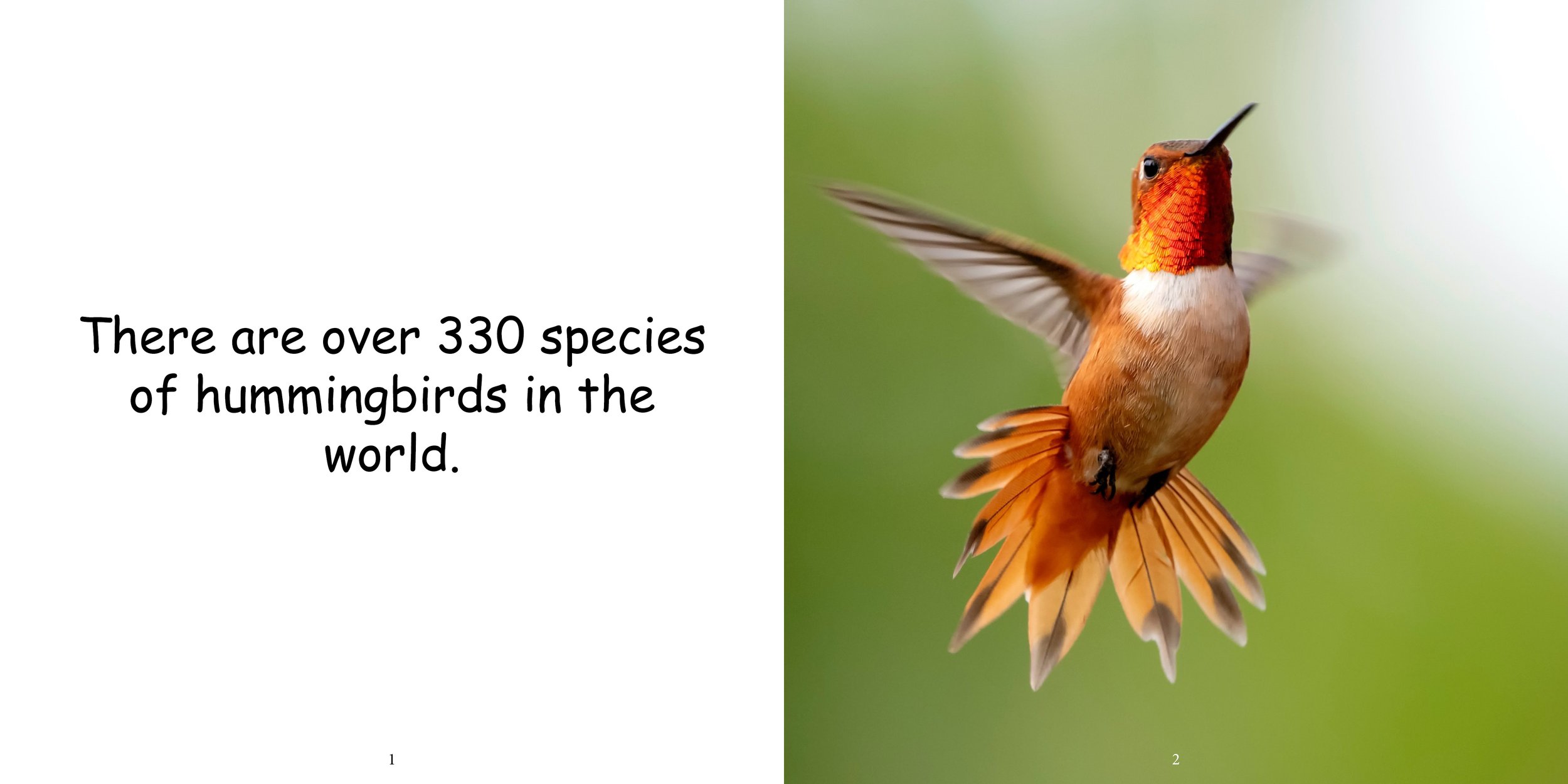 Everything about Hummingbirds - Animal Series4.jpg