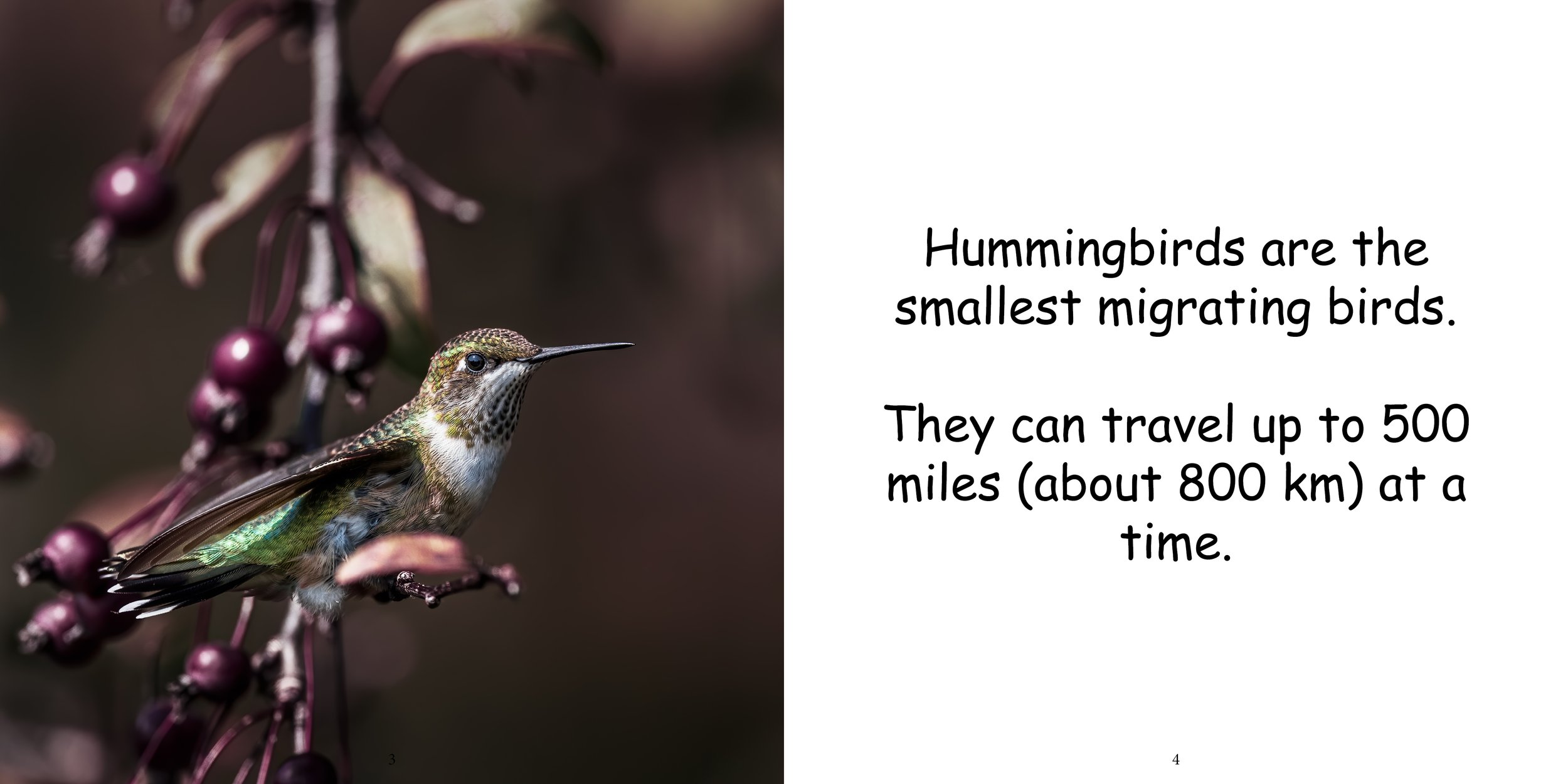 Everything about Hummingbirds - Animal Series5.jpg