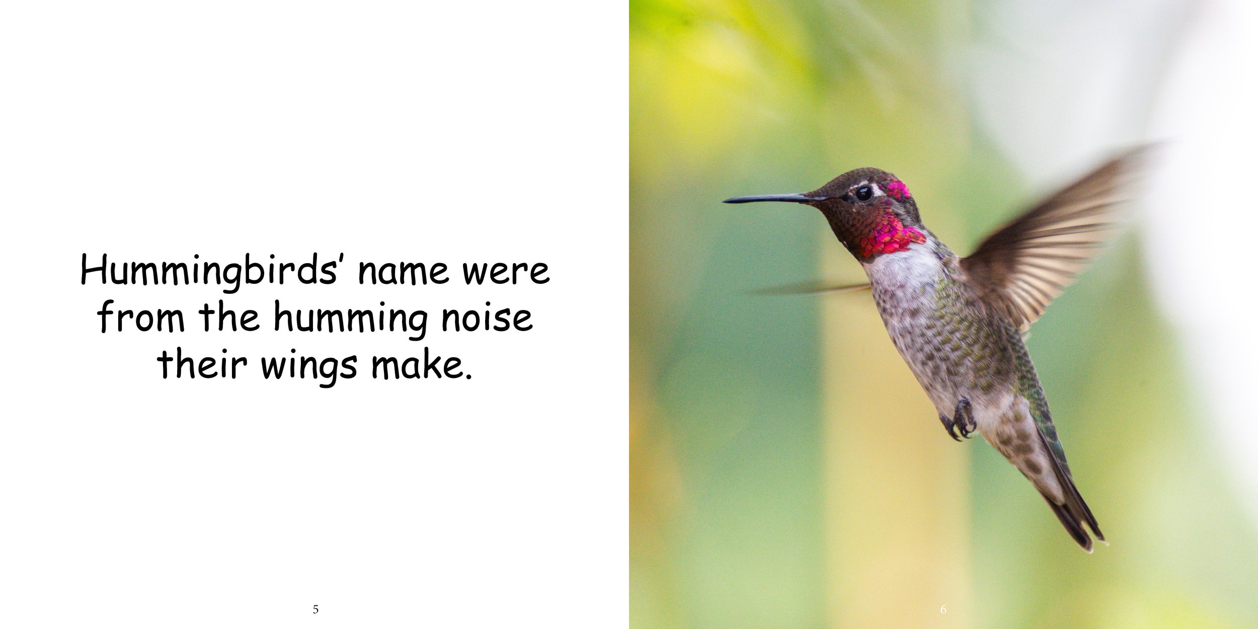 Everything about Hummingbirds - Animal Series6.jpg