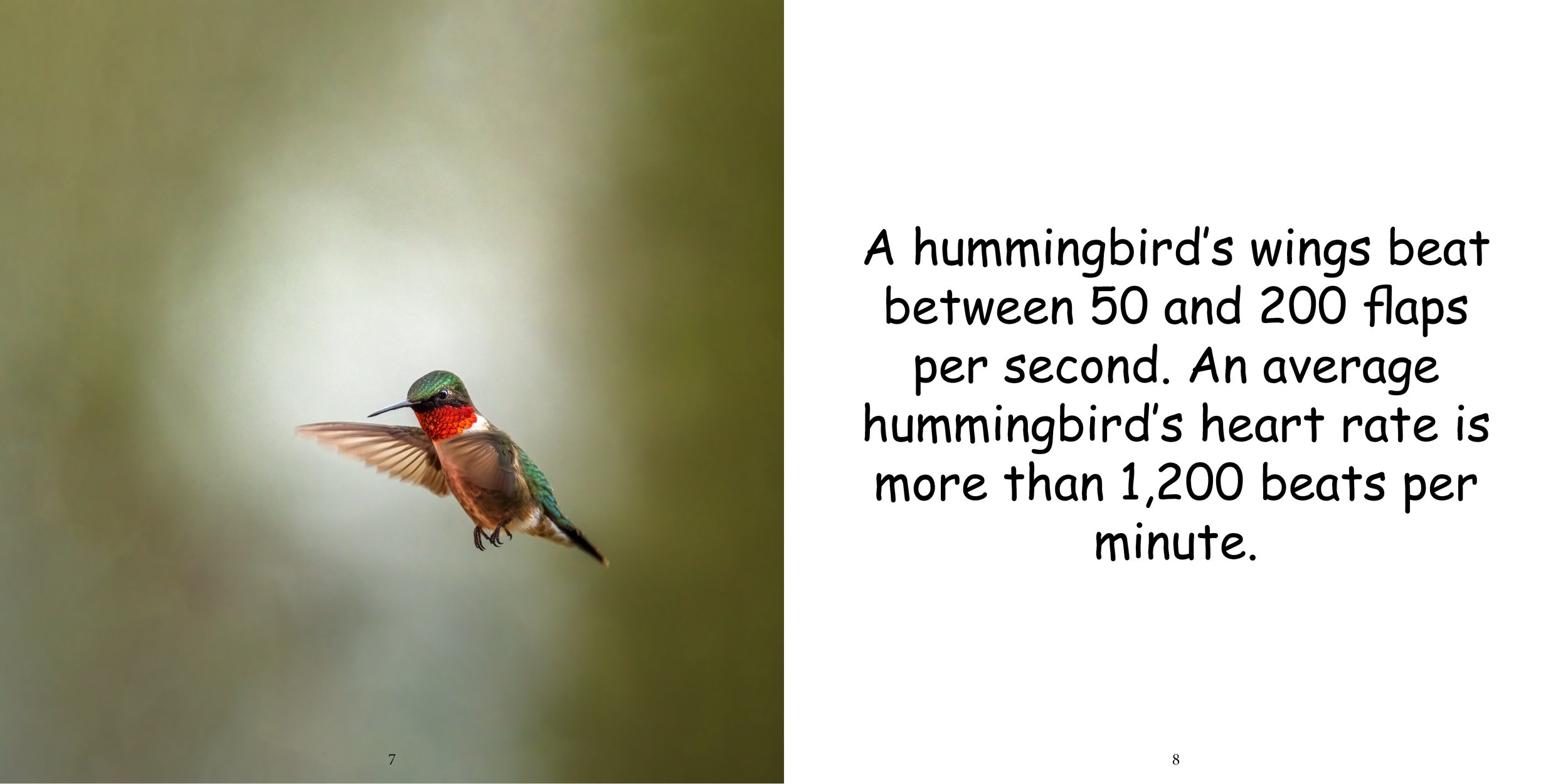 Everything about Hummingbirds - Animal Series7.jpg