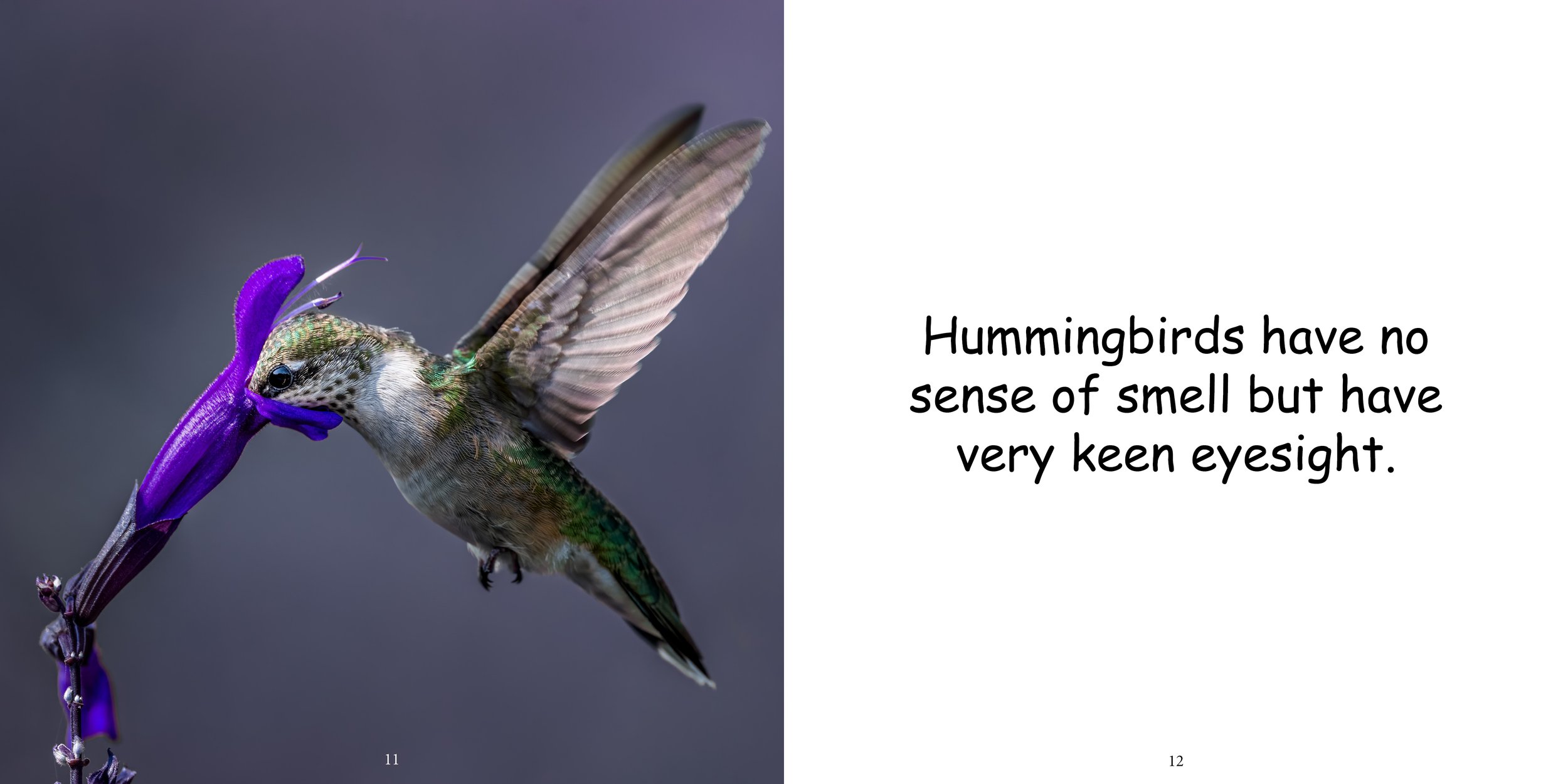 Everything about Hummingbirds - Animal Series9.jpg