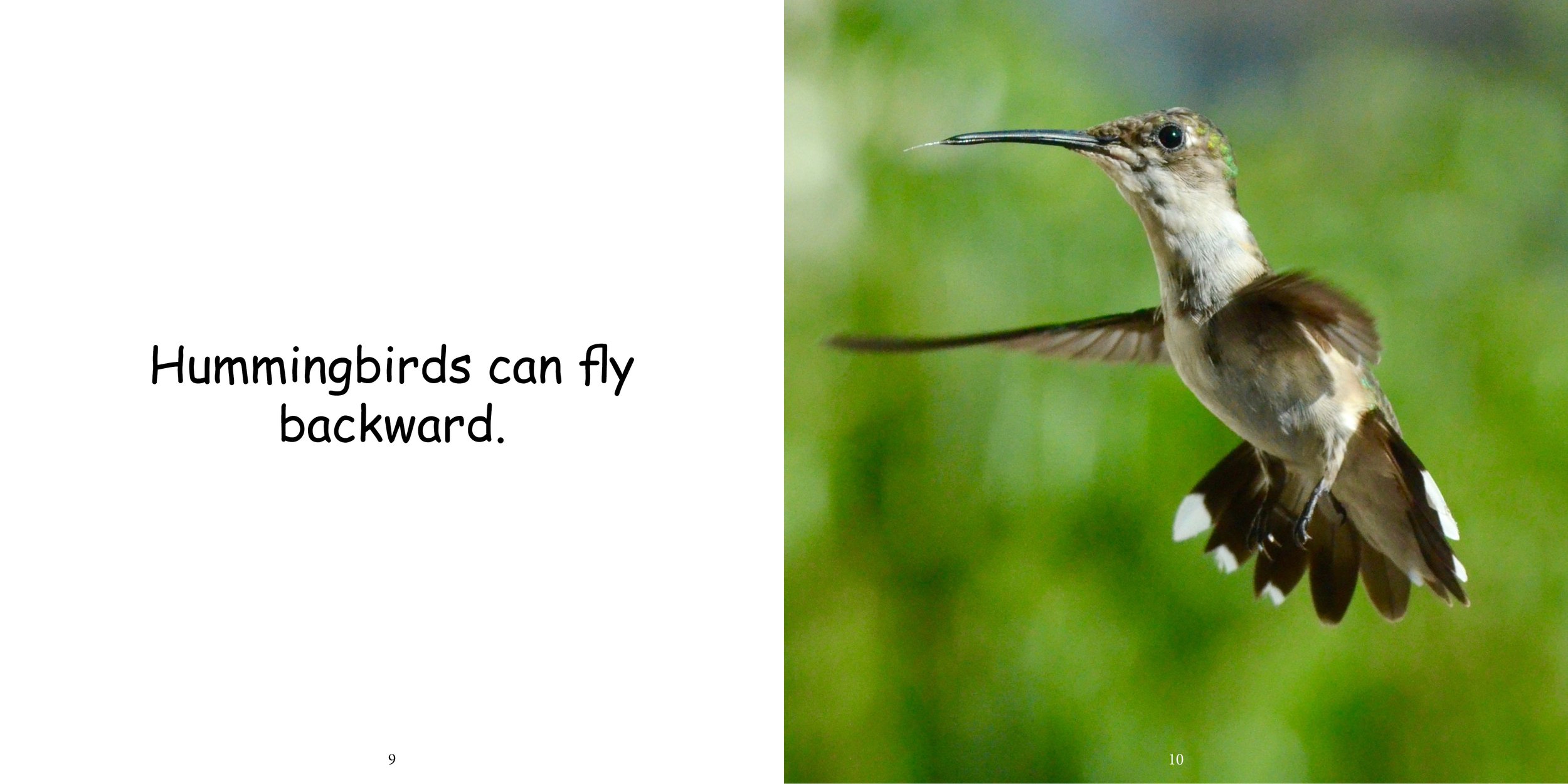 Everything about Hummingbirds - Animal Series8.jpg