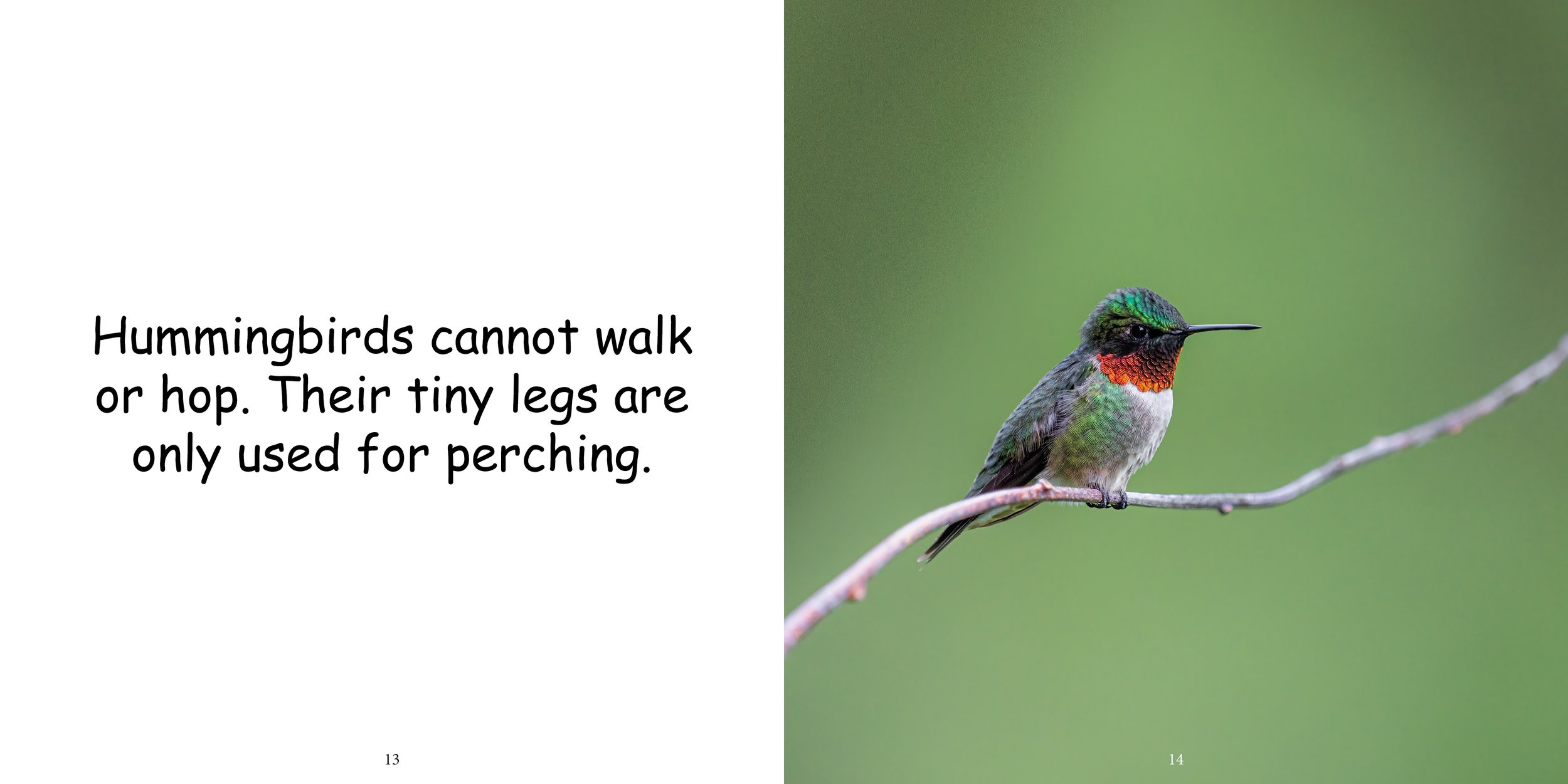 Everything about Hummingbirds - Animal Series10.jpg