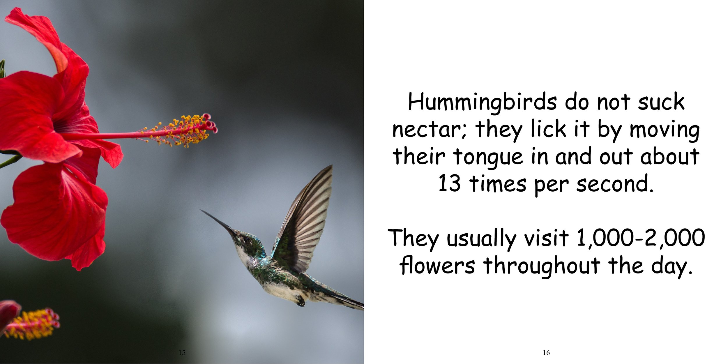 Everything about Hummingbirds - Animal Series11.jpg