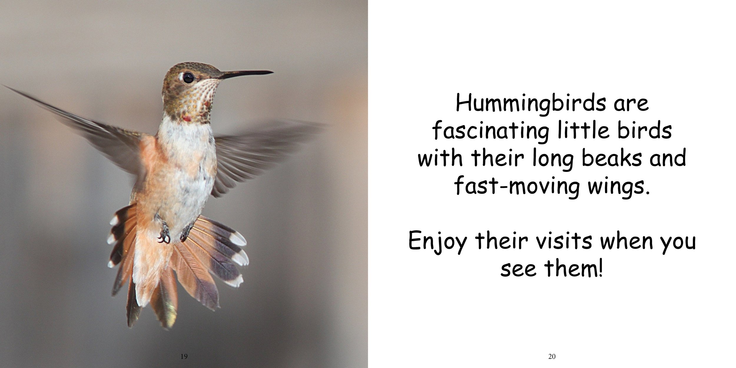 Everything about Hummingbirds - Animal Series13.jpg