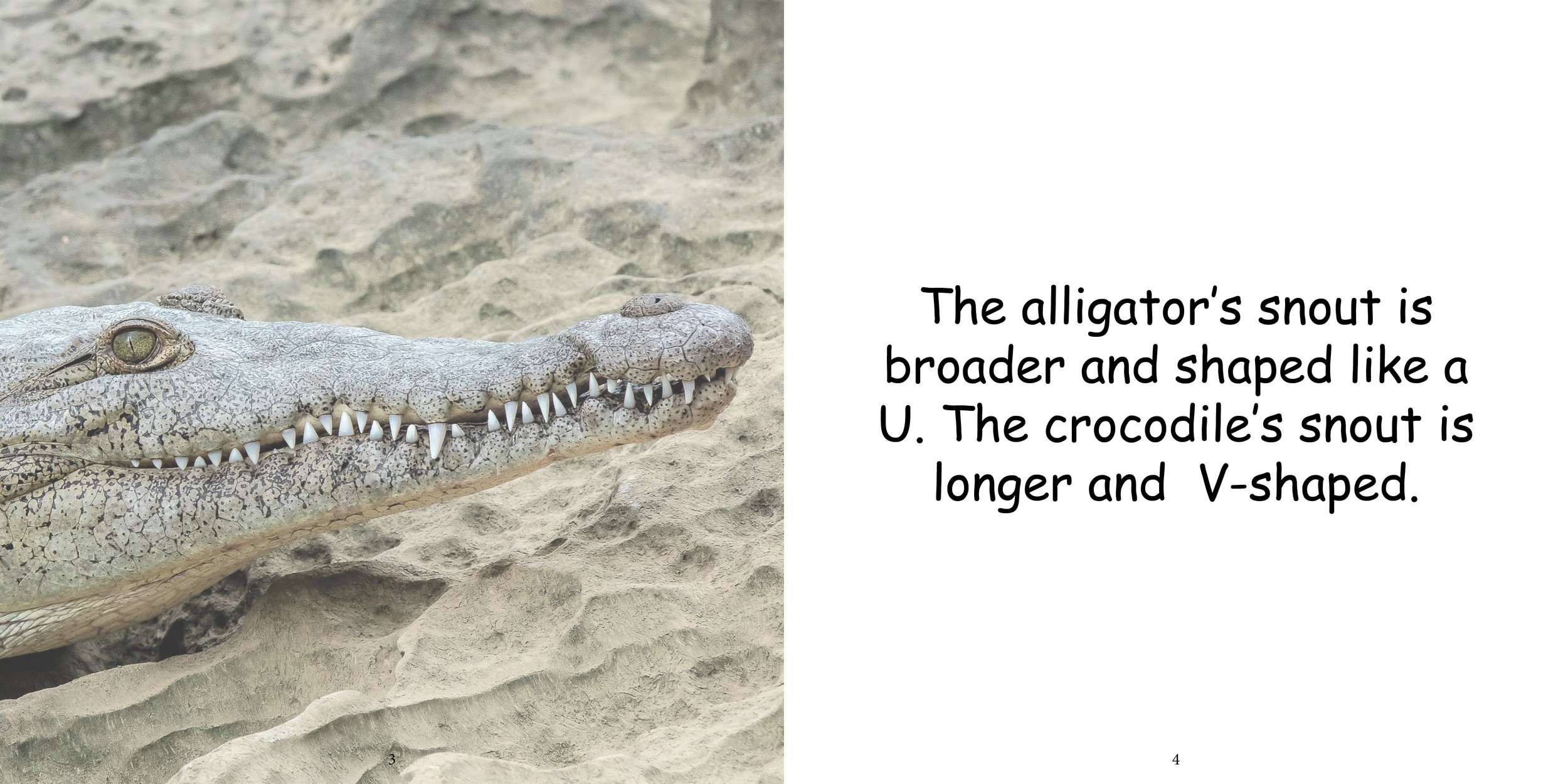 Everything about Alligators - Animal Series5.jpg