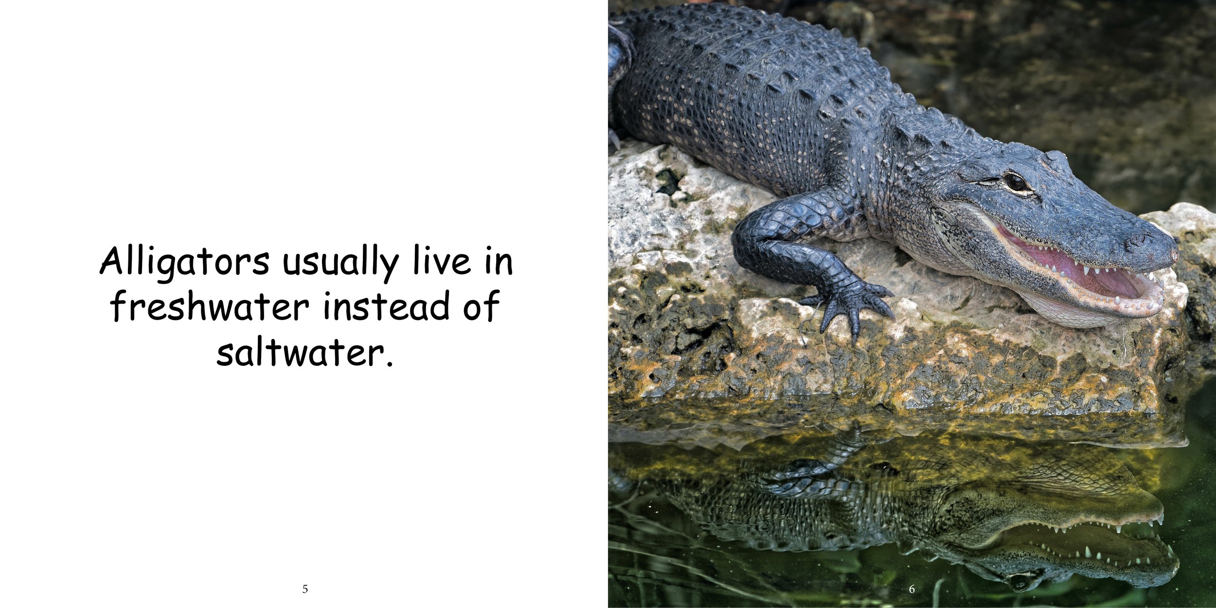 Everything about Alligators - Animal Series6.jpg