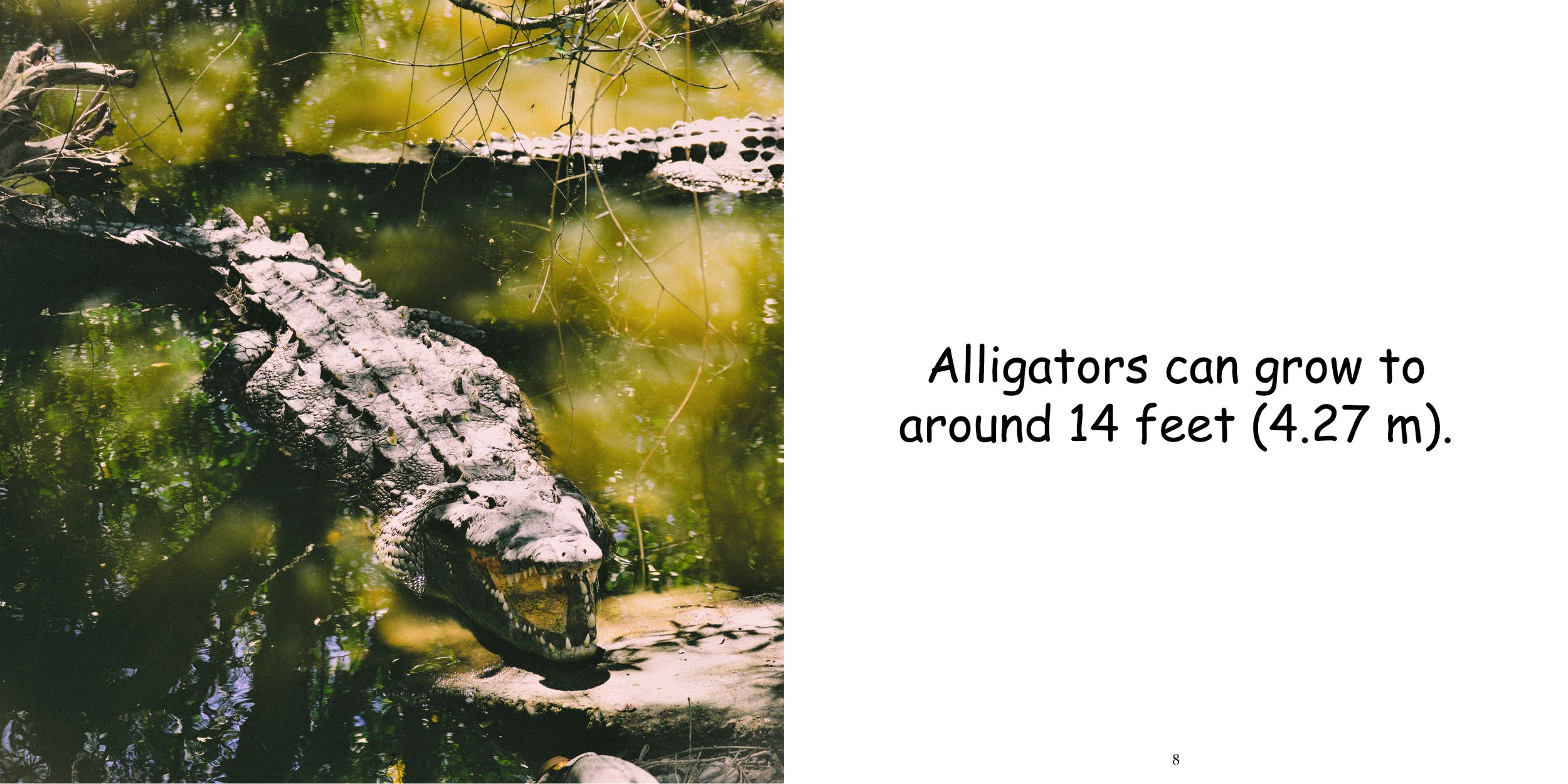 Everything about Alligators - Animal Series7.jpg