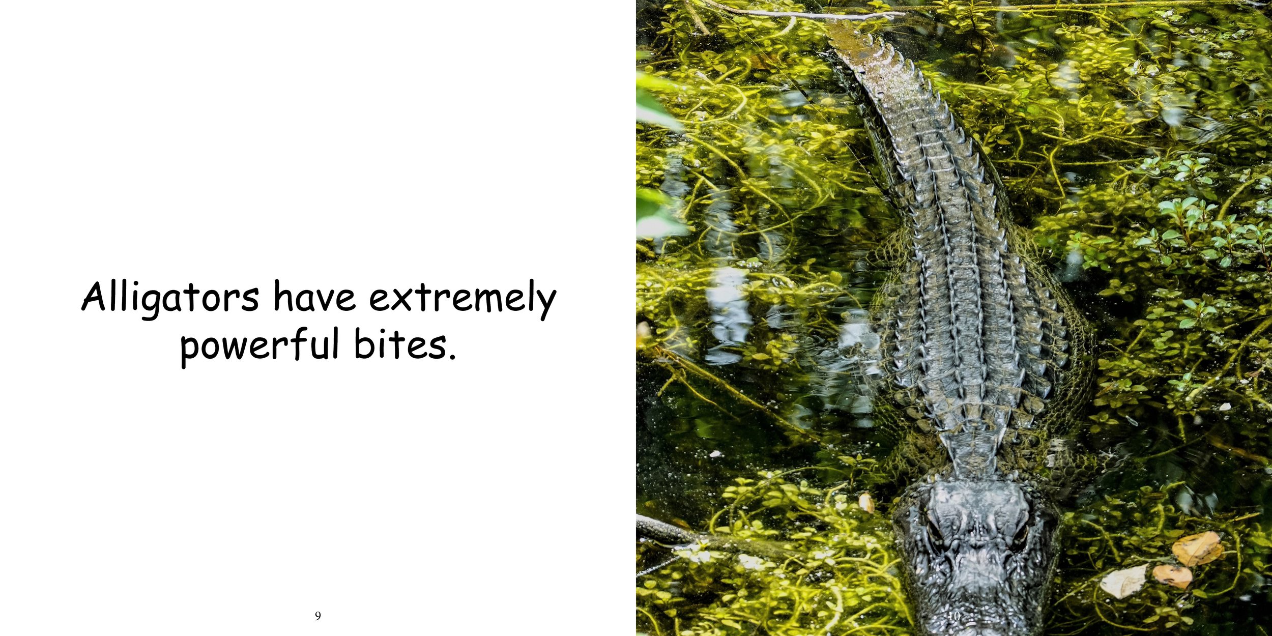 Everything about Alligators - Animal Series8.jpg