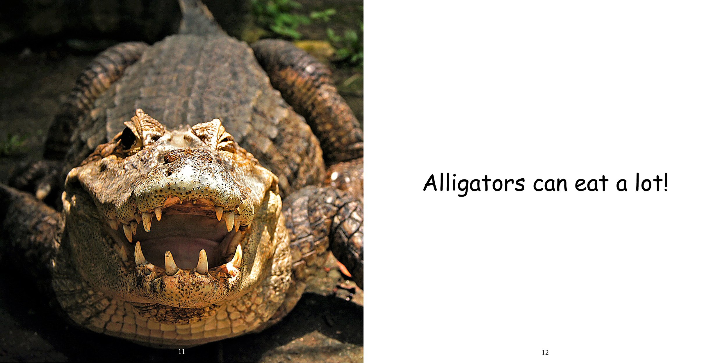 Everything about Alligators - Animal Series9.jpg