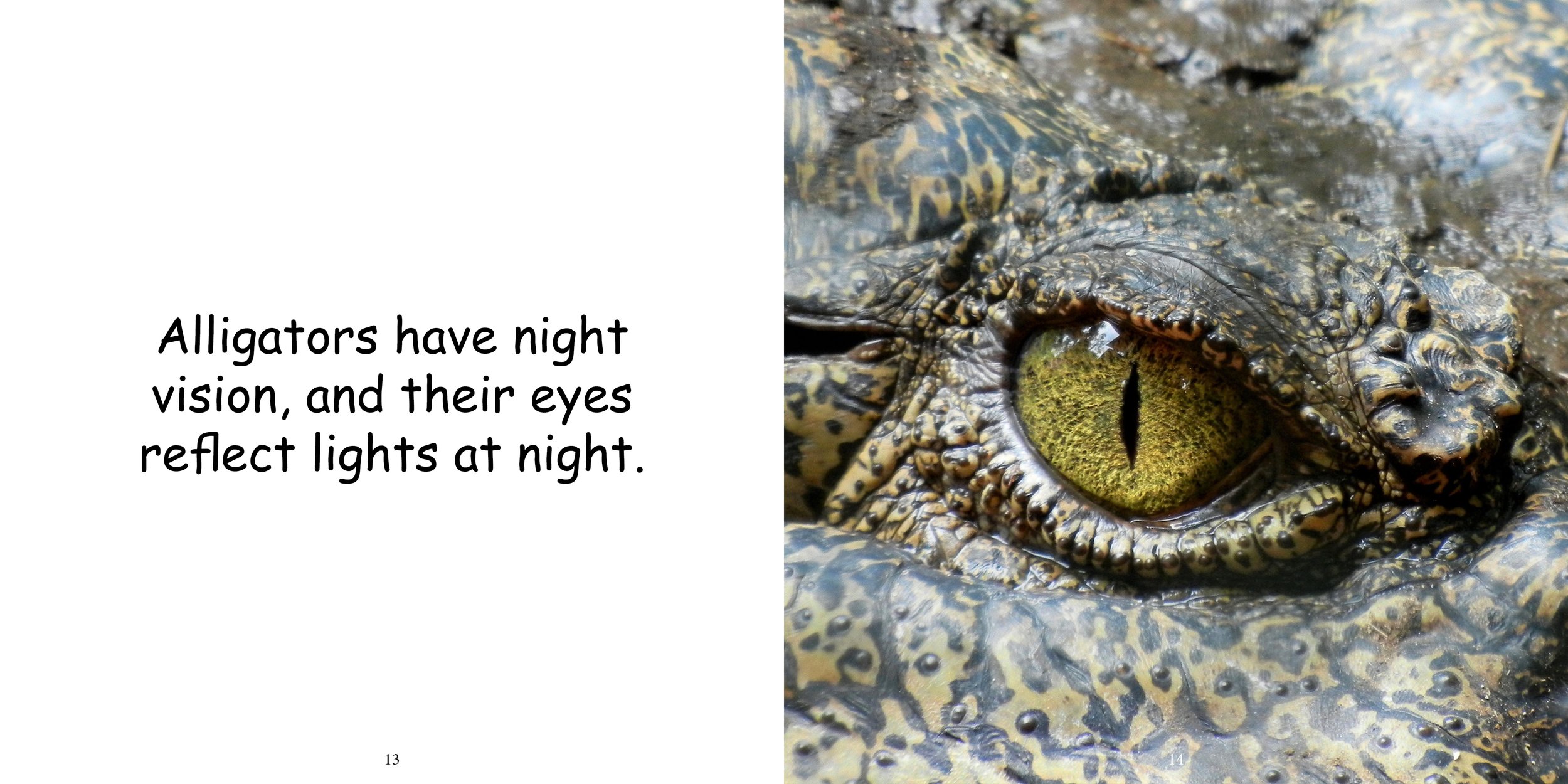Everything about Alligators - Animal Series10.jpg