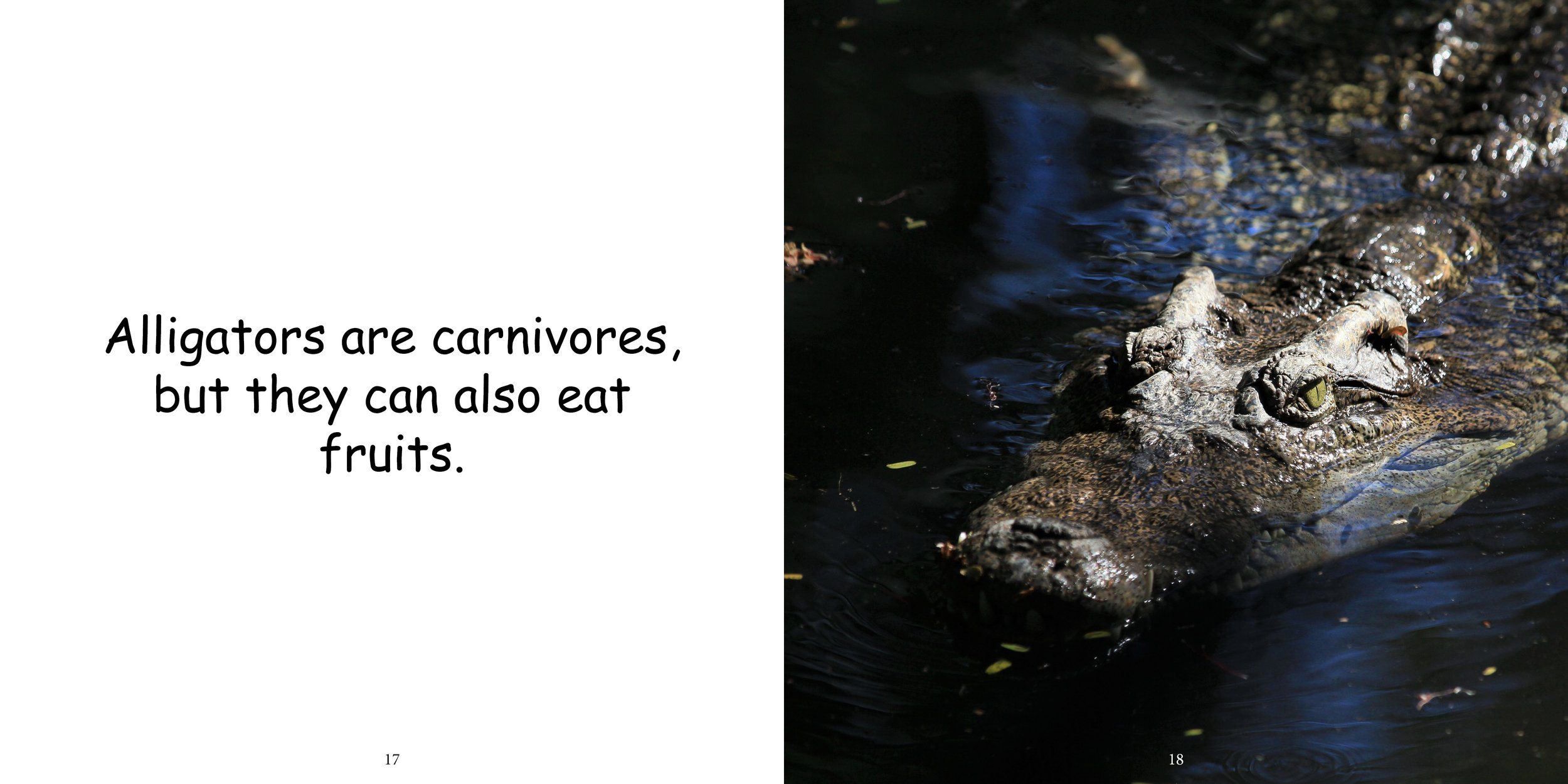 Everything about Alligators - Animal Series12.jpg