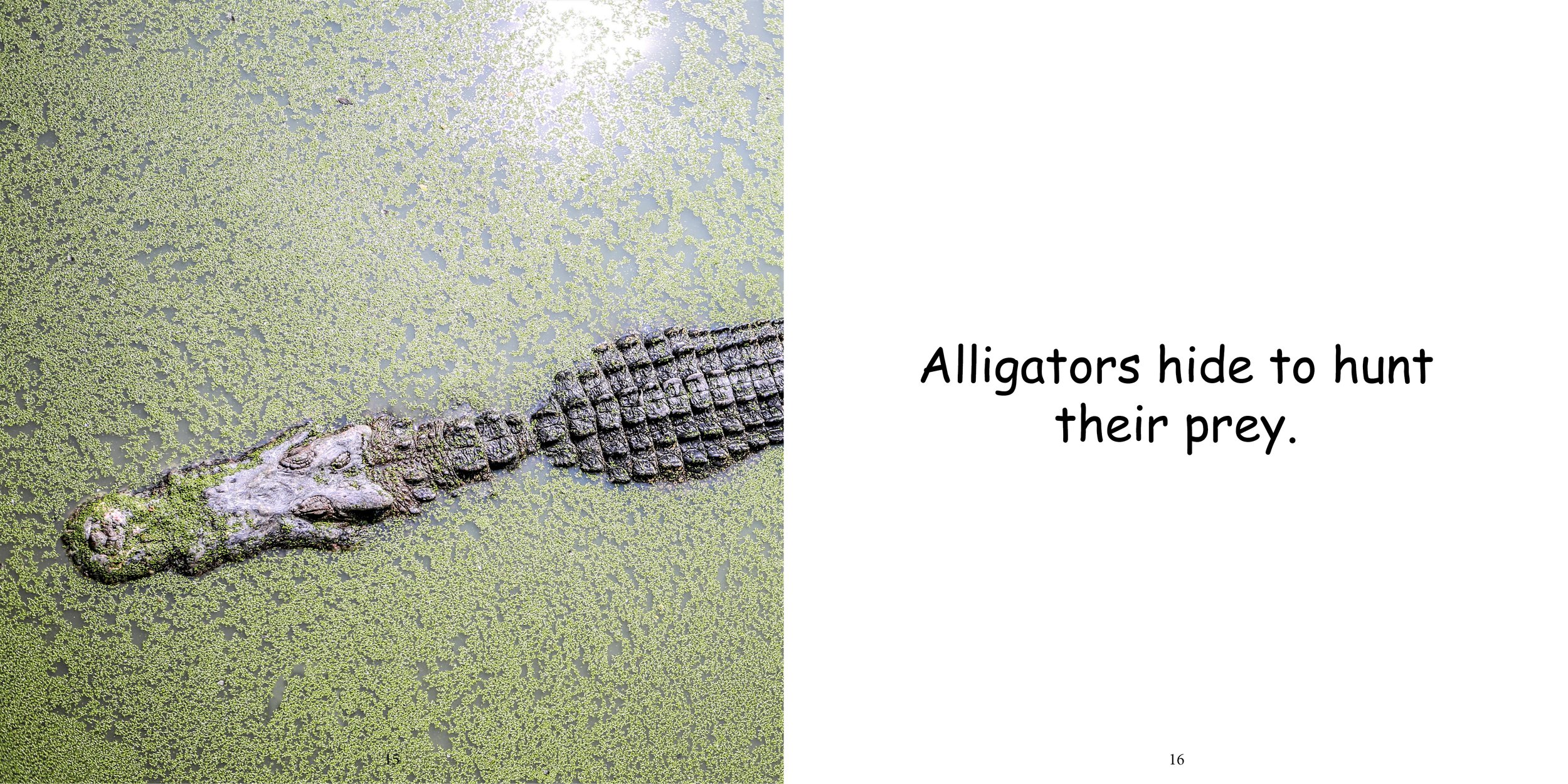 Everything about Alligators - Animal Series11.jpg