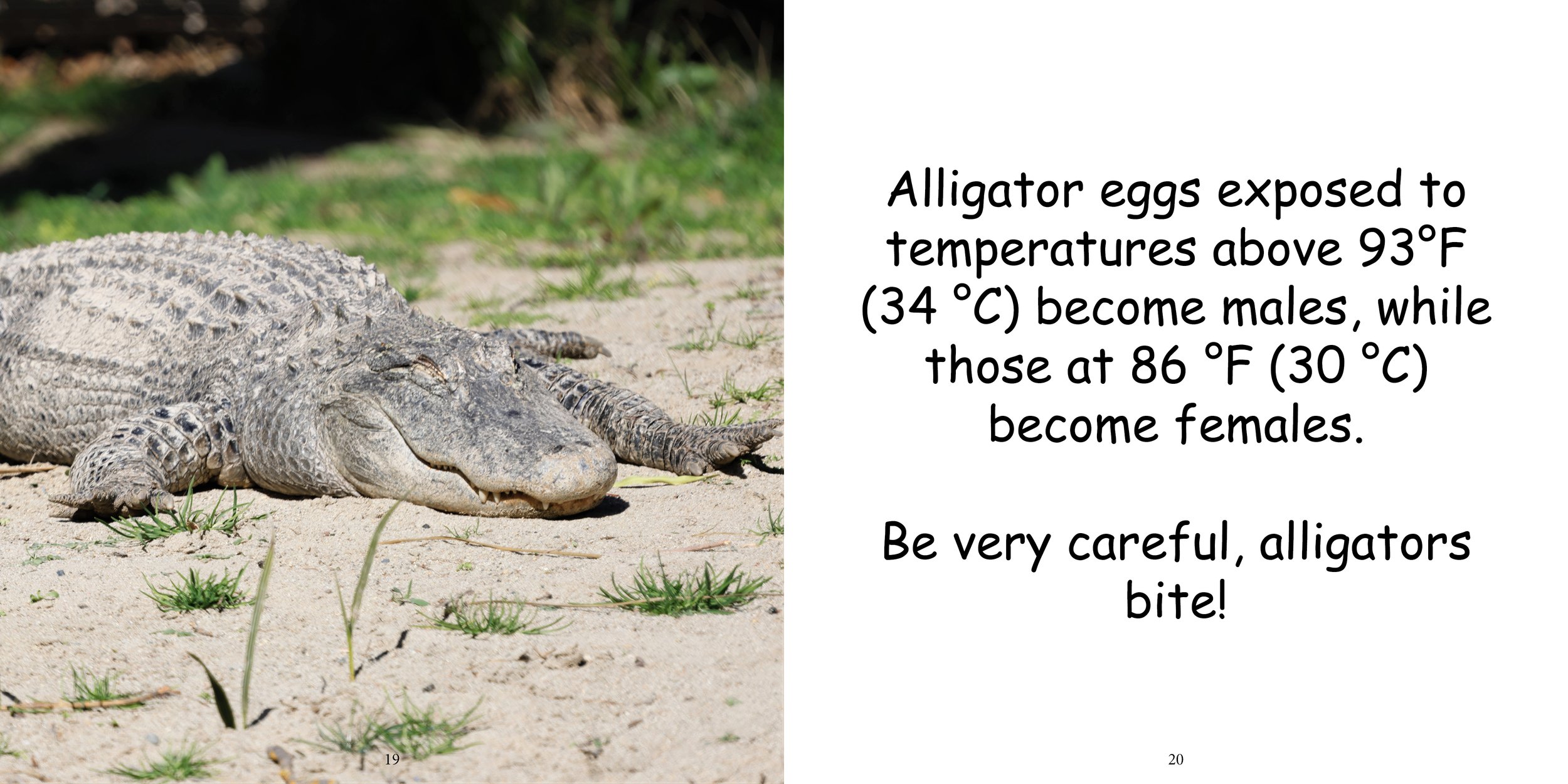 Everything about Alligators - Animal Series13.jpg