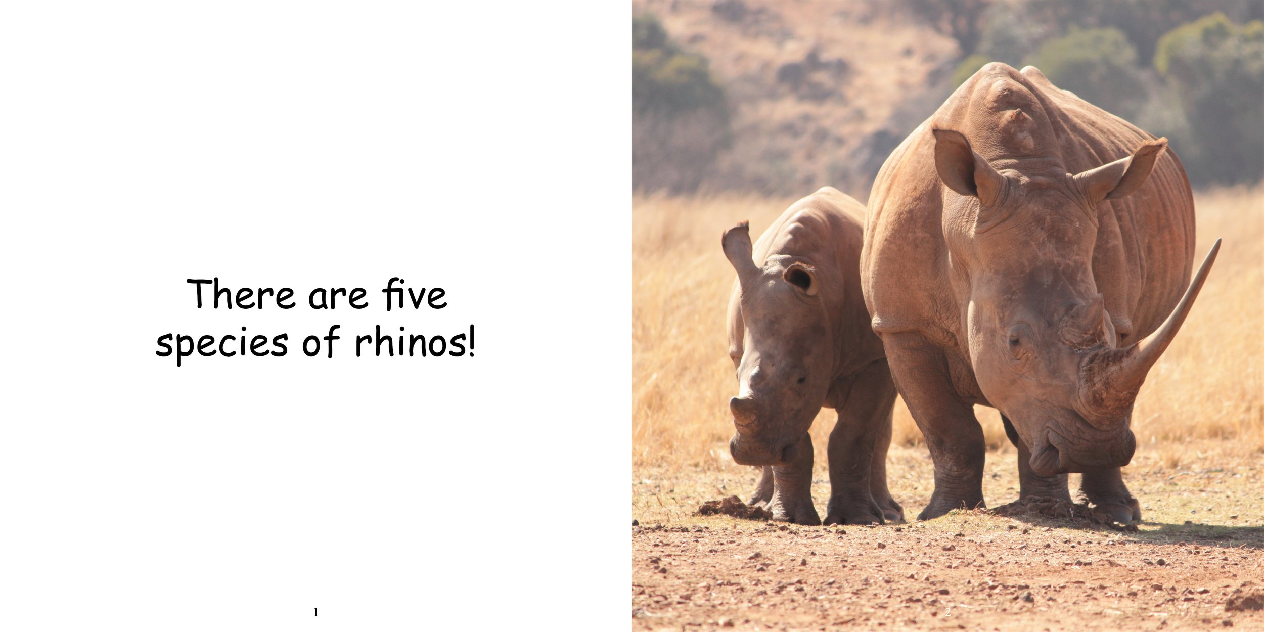 Everything about Rhinoceros - Animal Series5.jpg