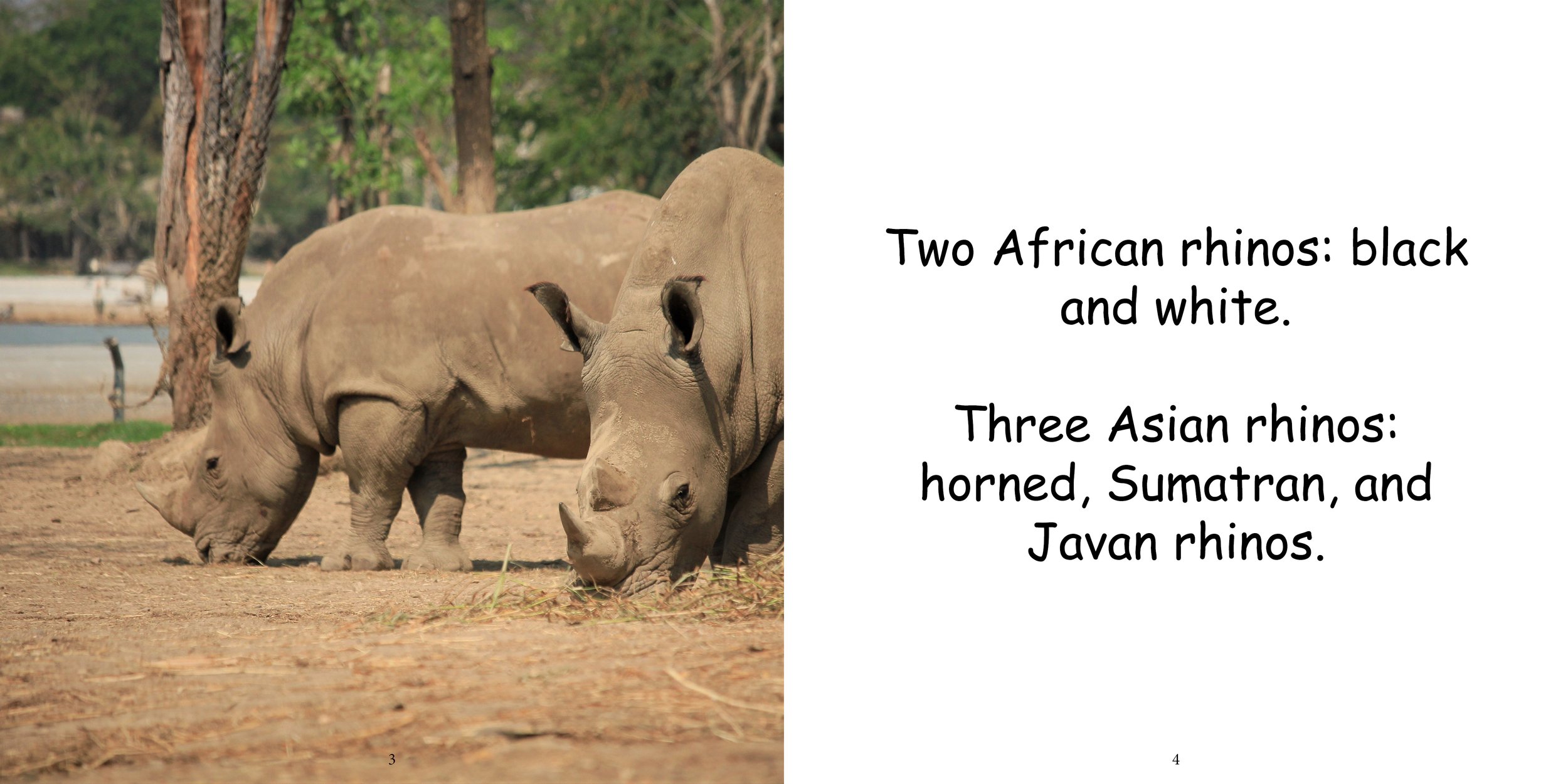 Everything about Rhinoceros - Animal Series6.jpg