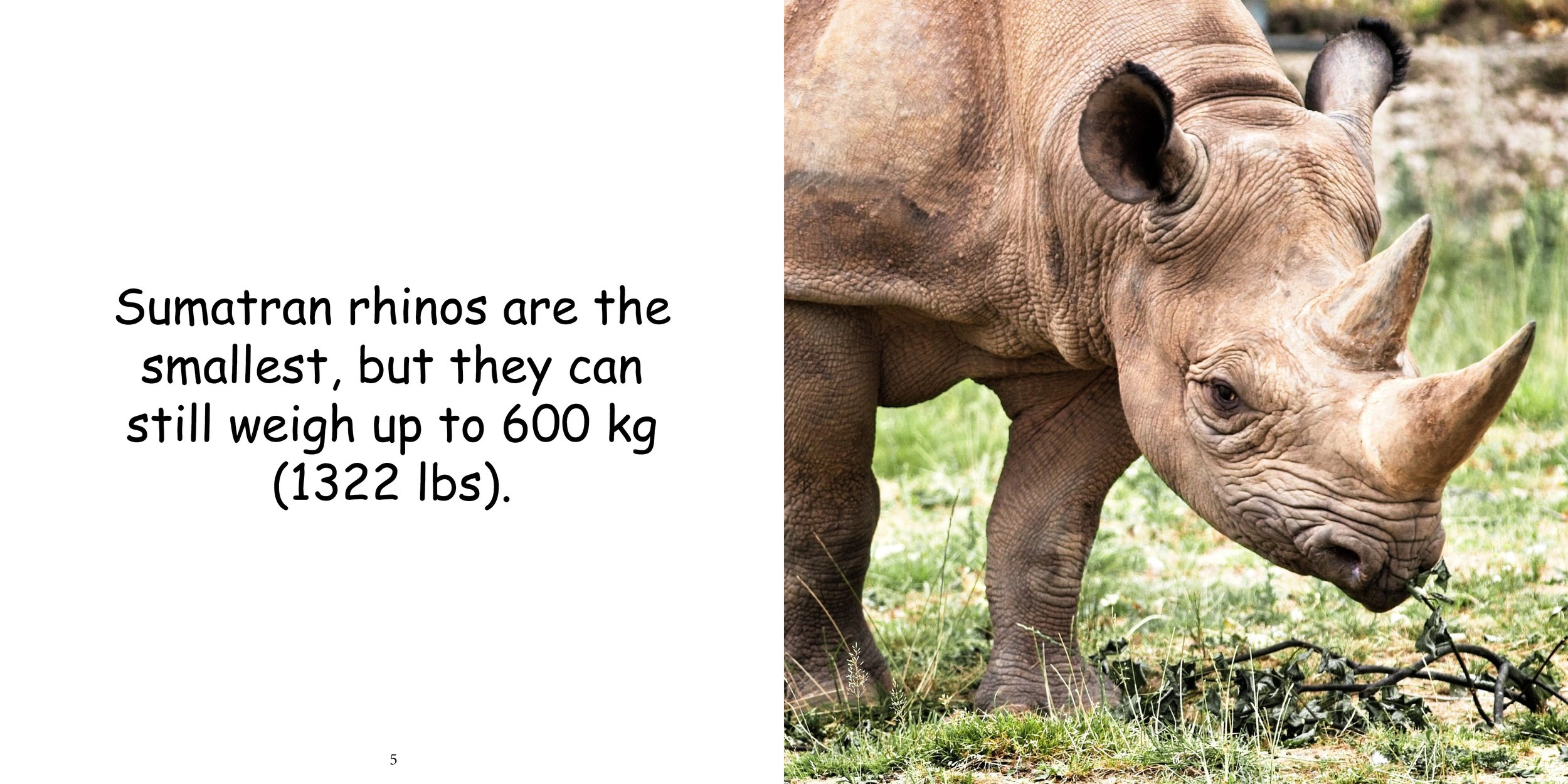 Everything about Rhinoceros - Animal Series7.jpg