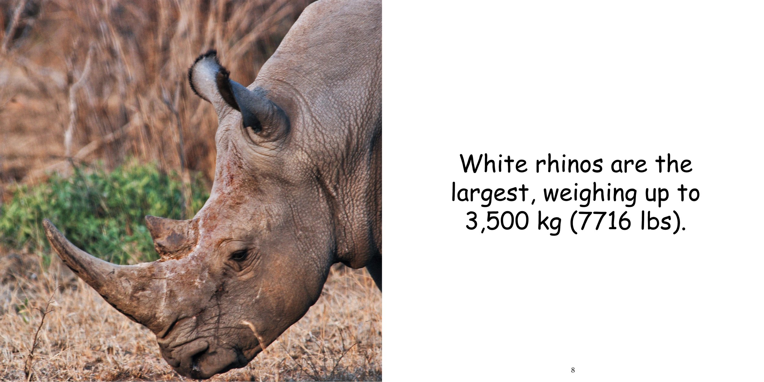 Everything about Rhinoceros - Animal Series8.jpg