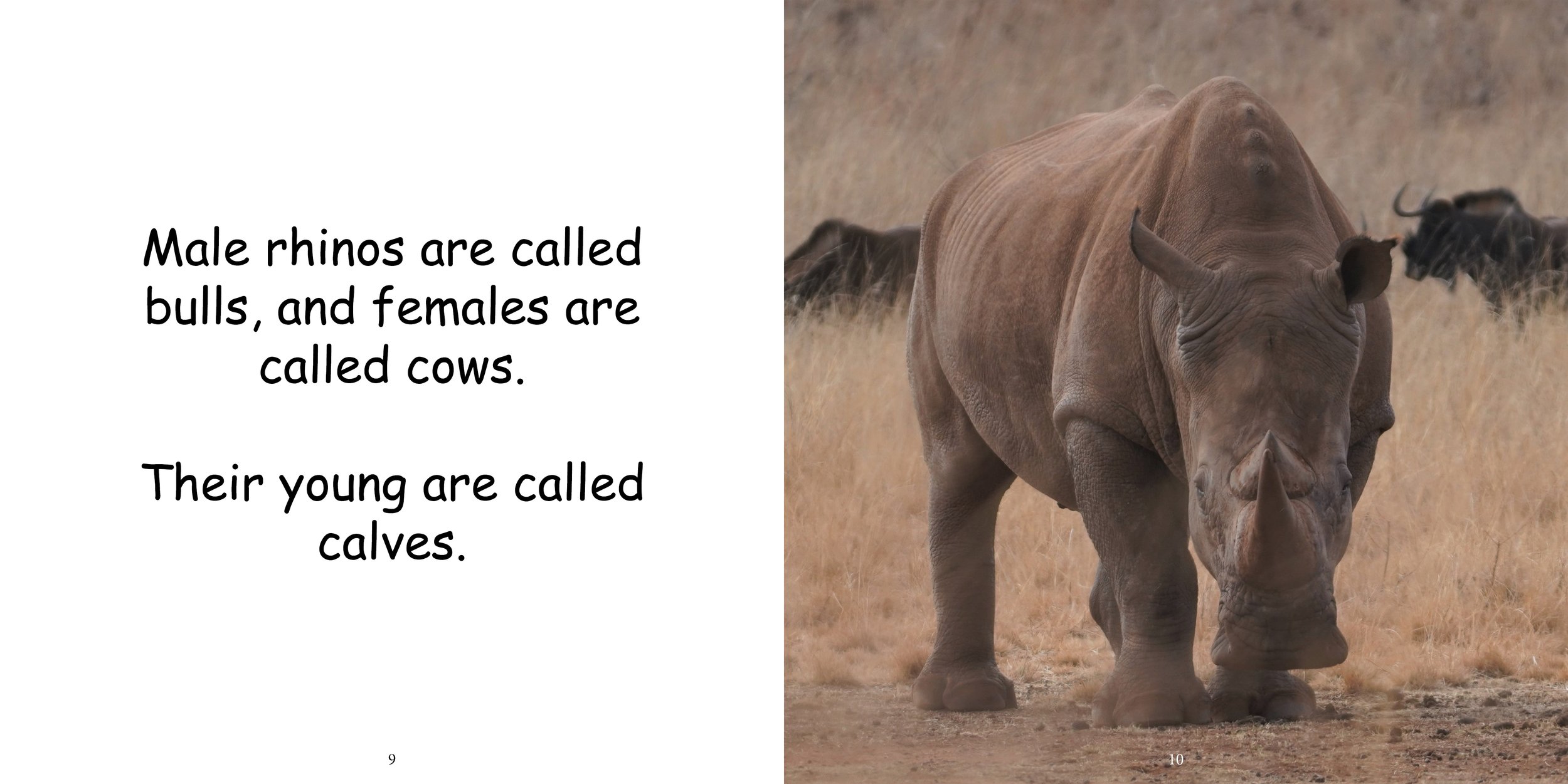Everything about Rhinoceros - Animal Series9.jpg