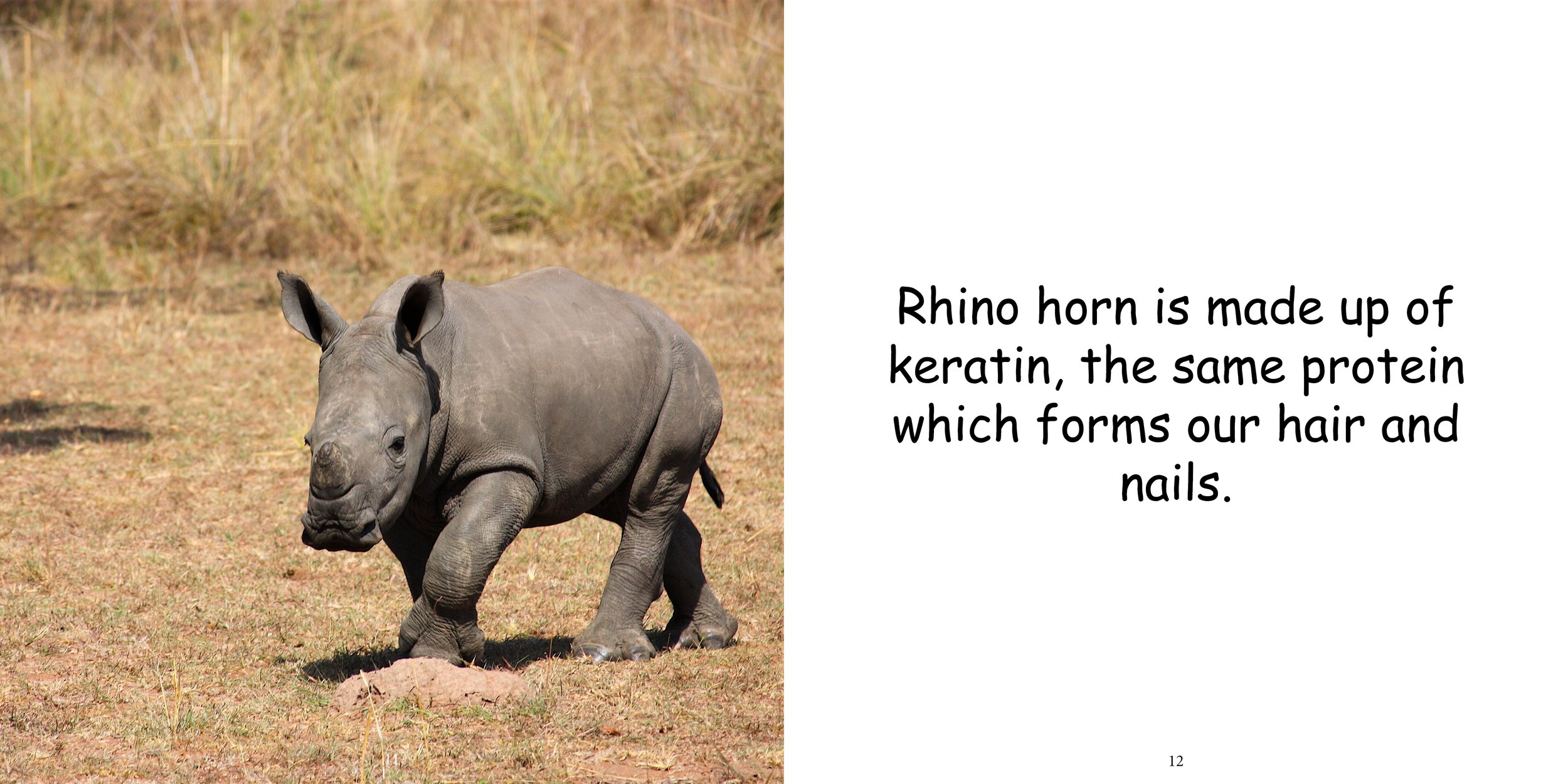 Everything about Rhinoceros - Animal Series10.jpg