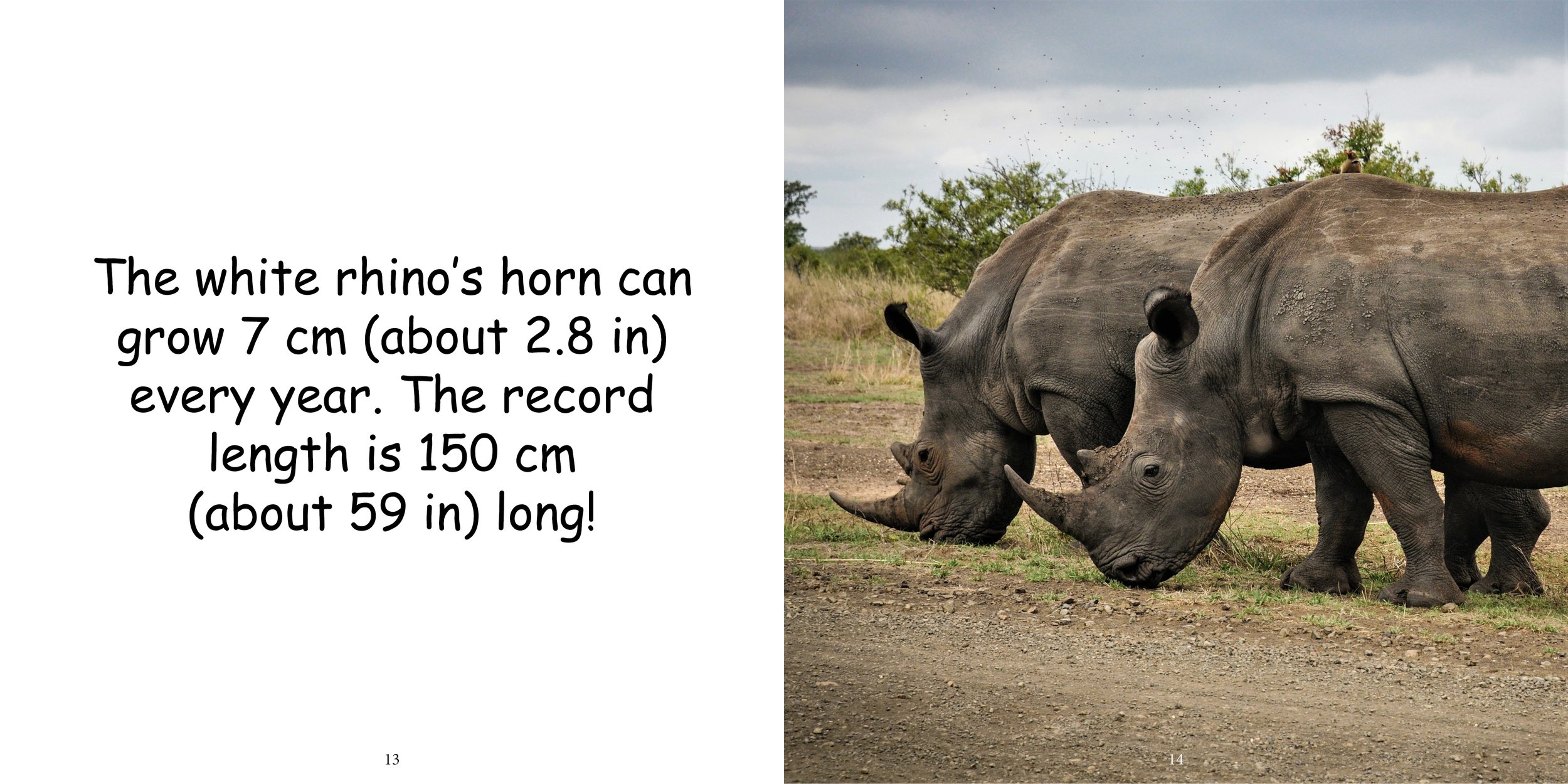 Everything about Rhinoceros - Animal Series11.jpg