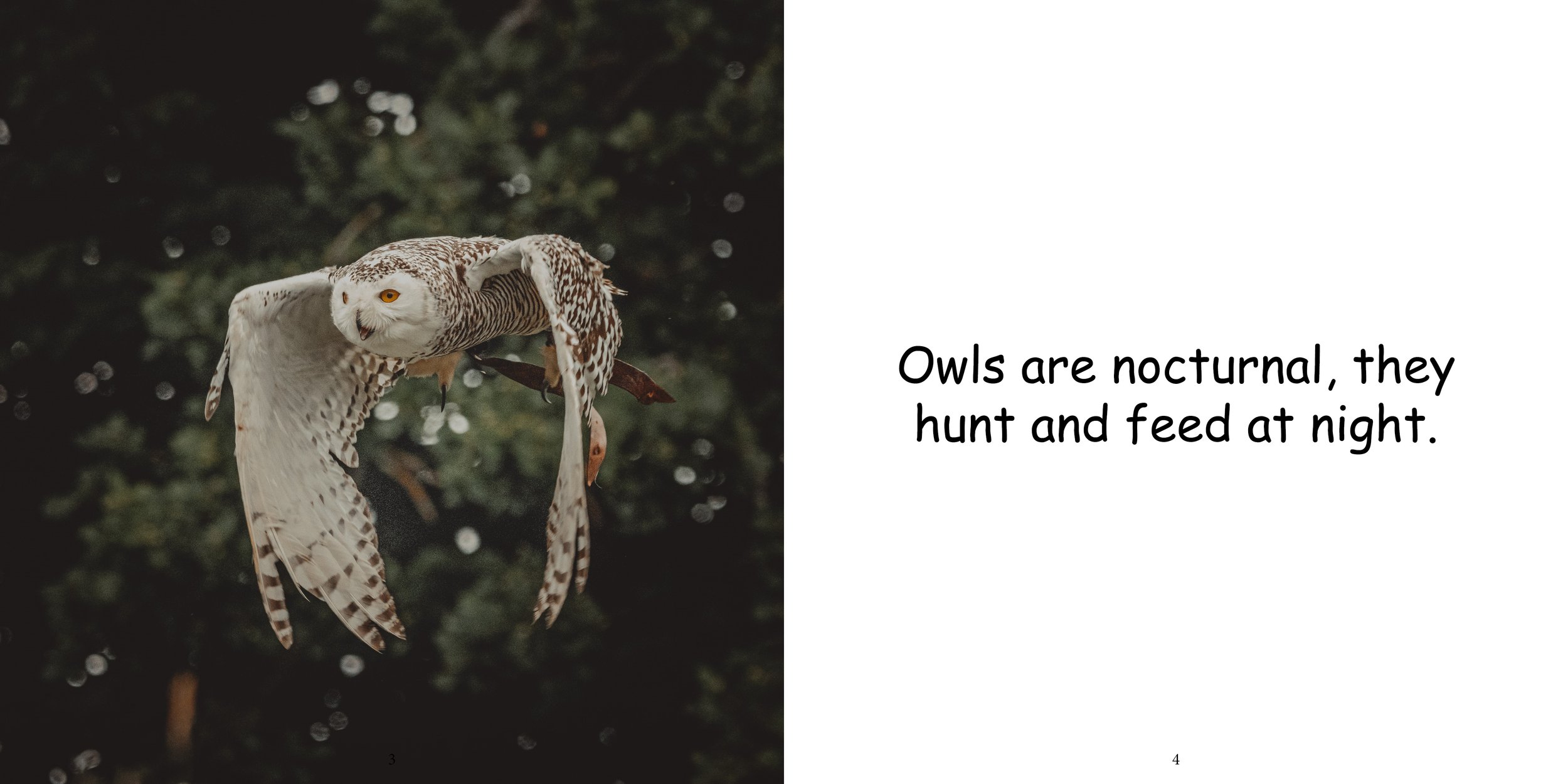 Everything about Owls - Animal Series5.jpg