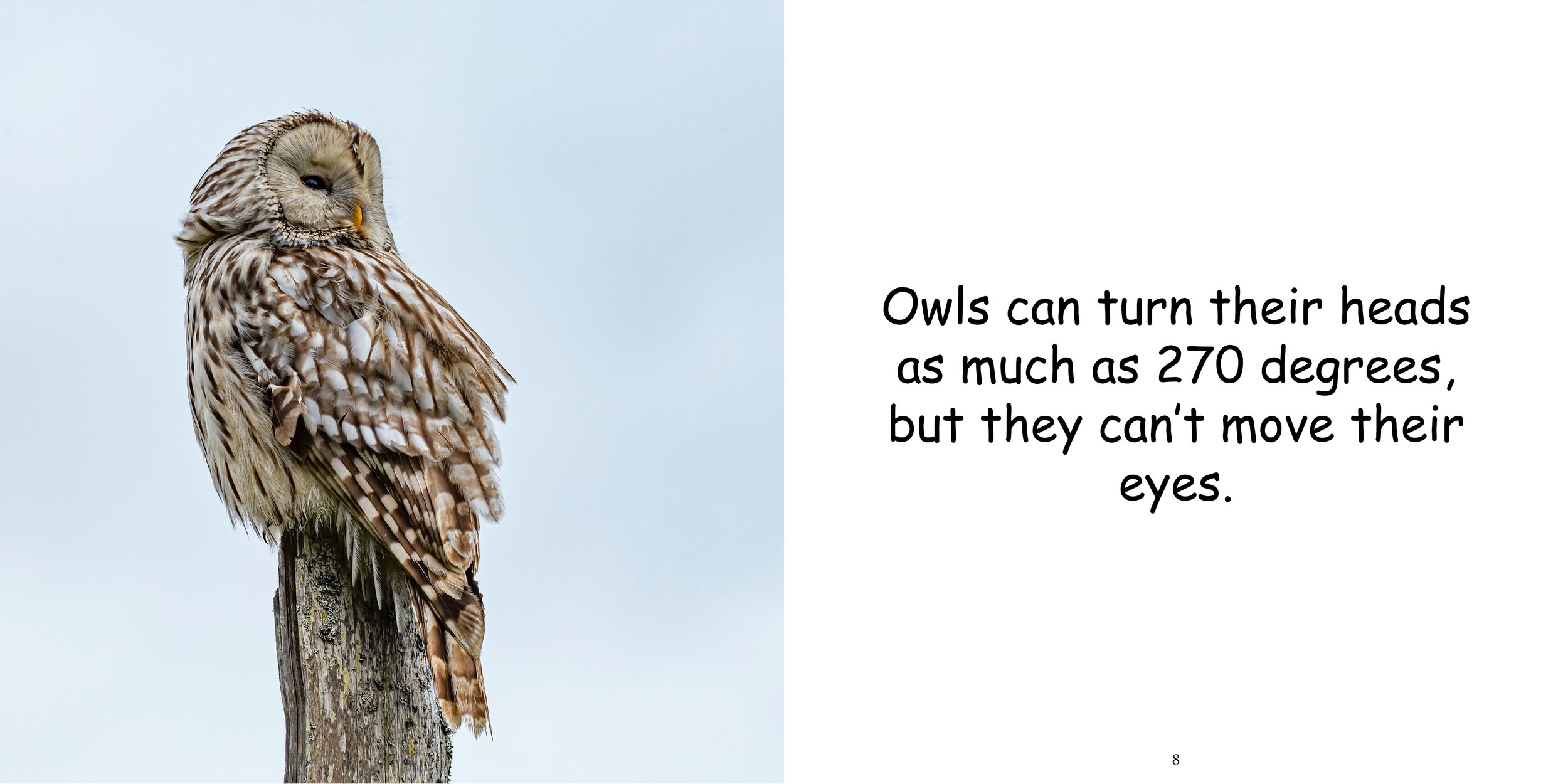 Everything about Owls - Animal Series7.jpg
