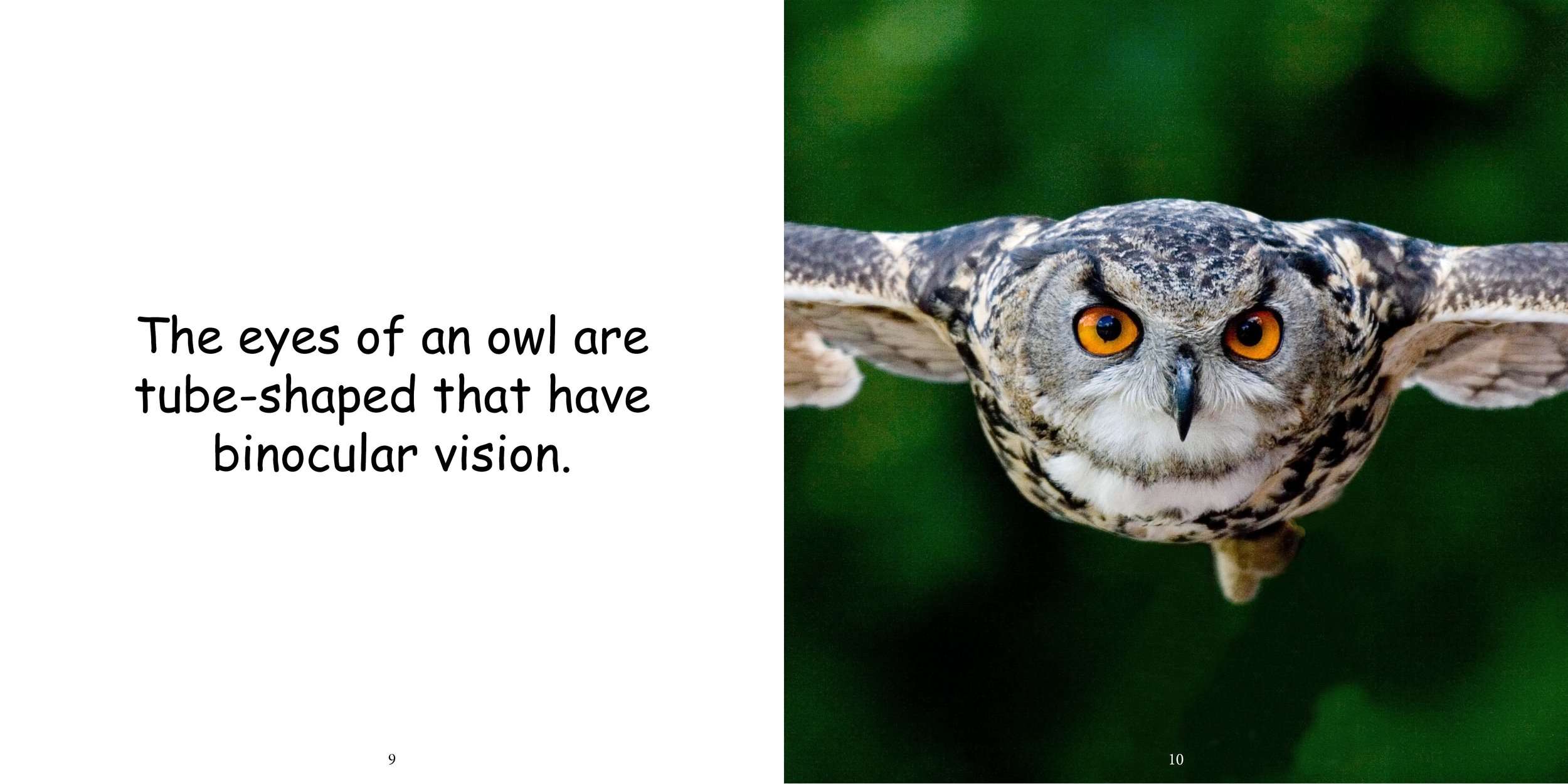 Everything about Owls - Animal Series8.jpg