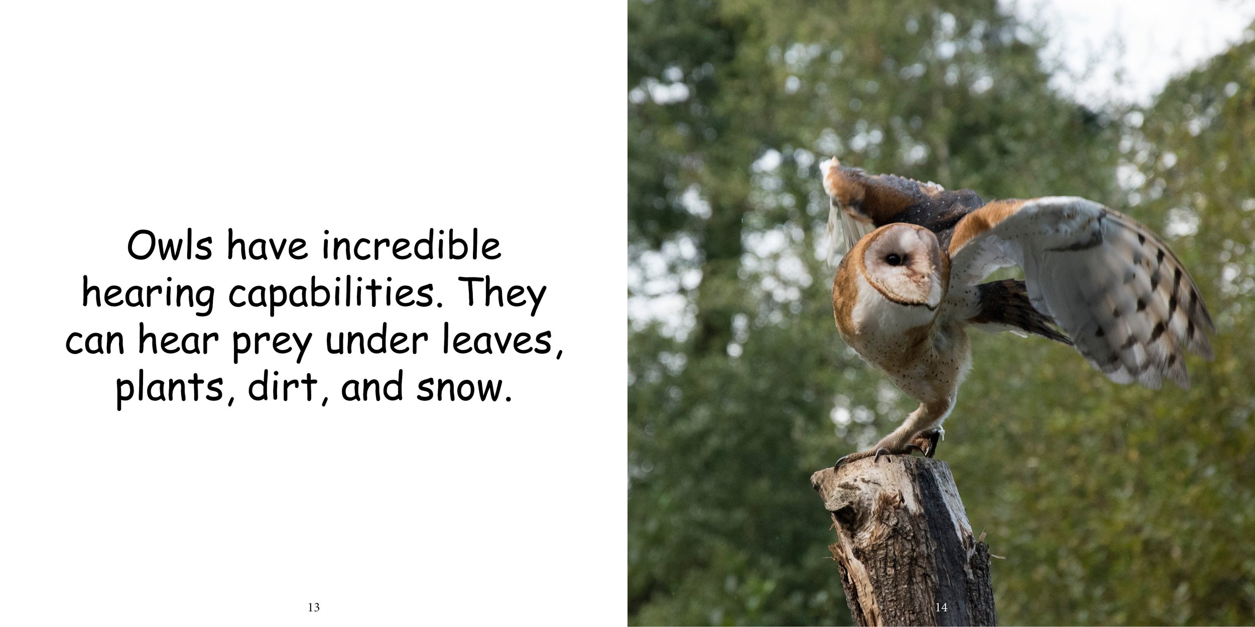 Everything about Owls - Animal Series10.jpg