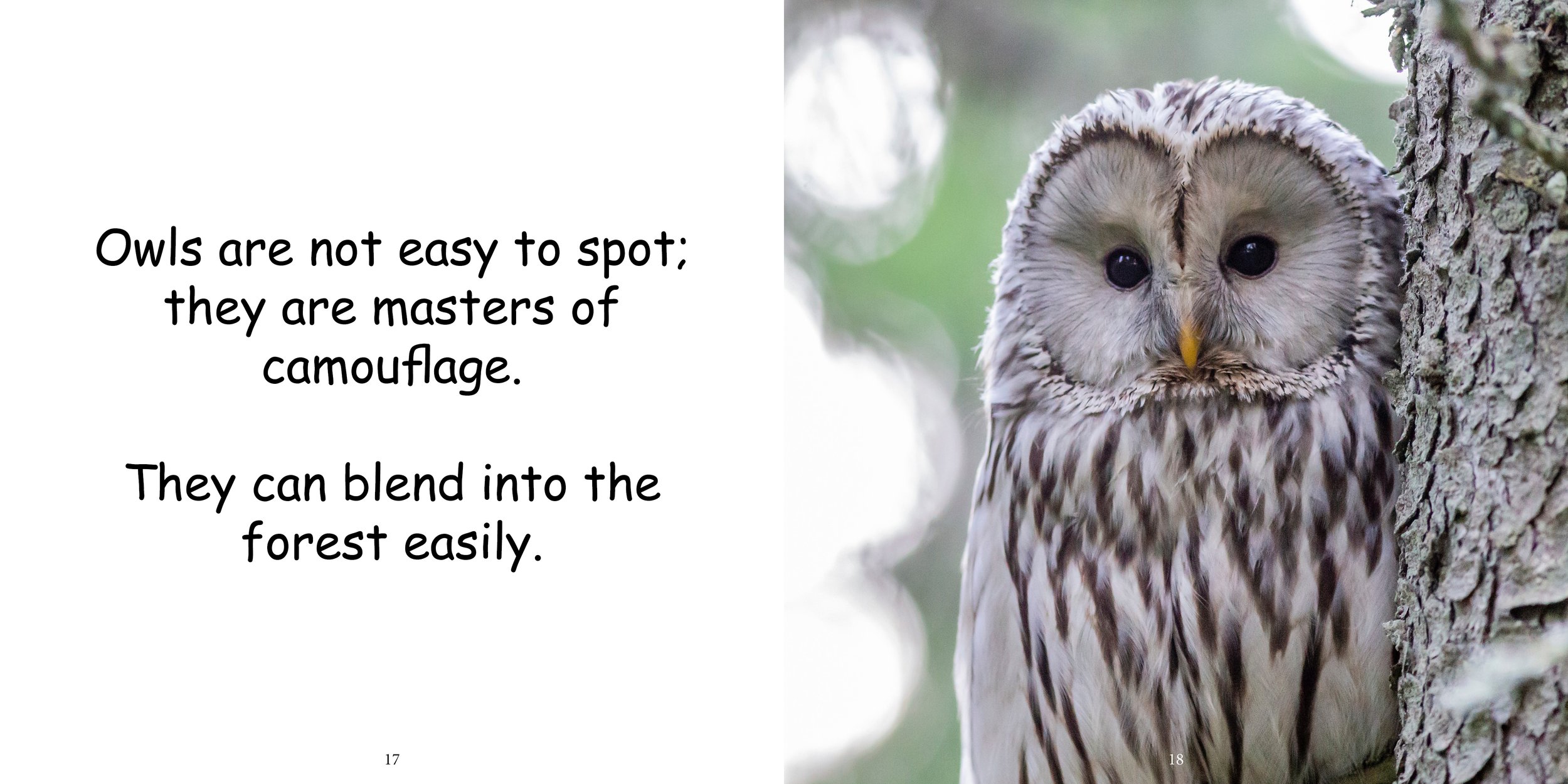 Everything about Owls - Animal Series12.jpg