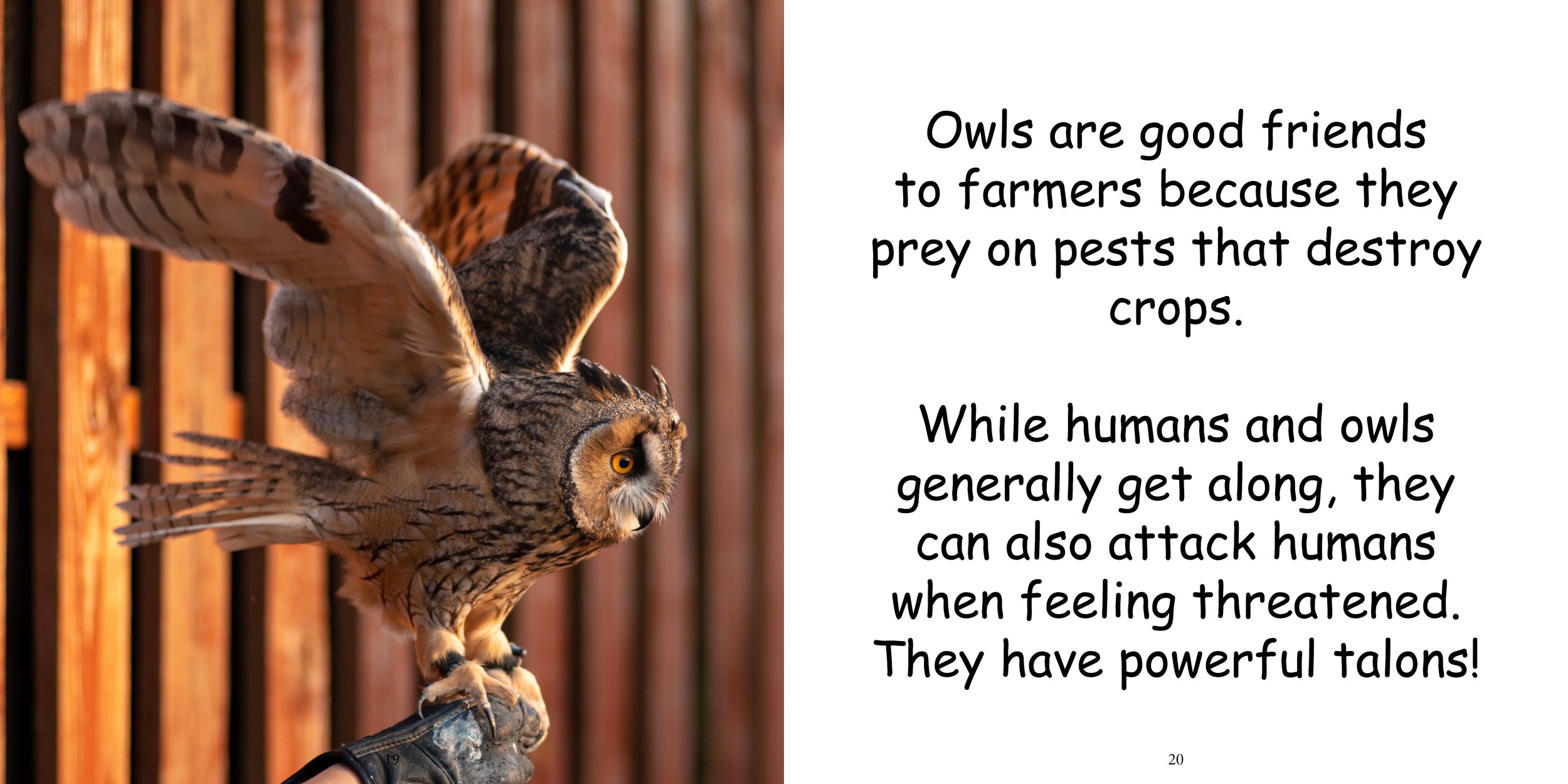 Everything about Owls - Animal Series13.jpg