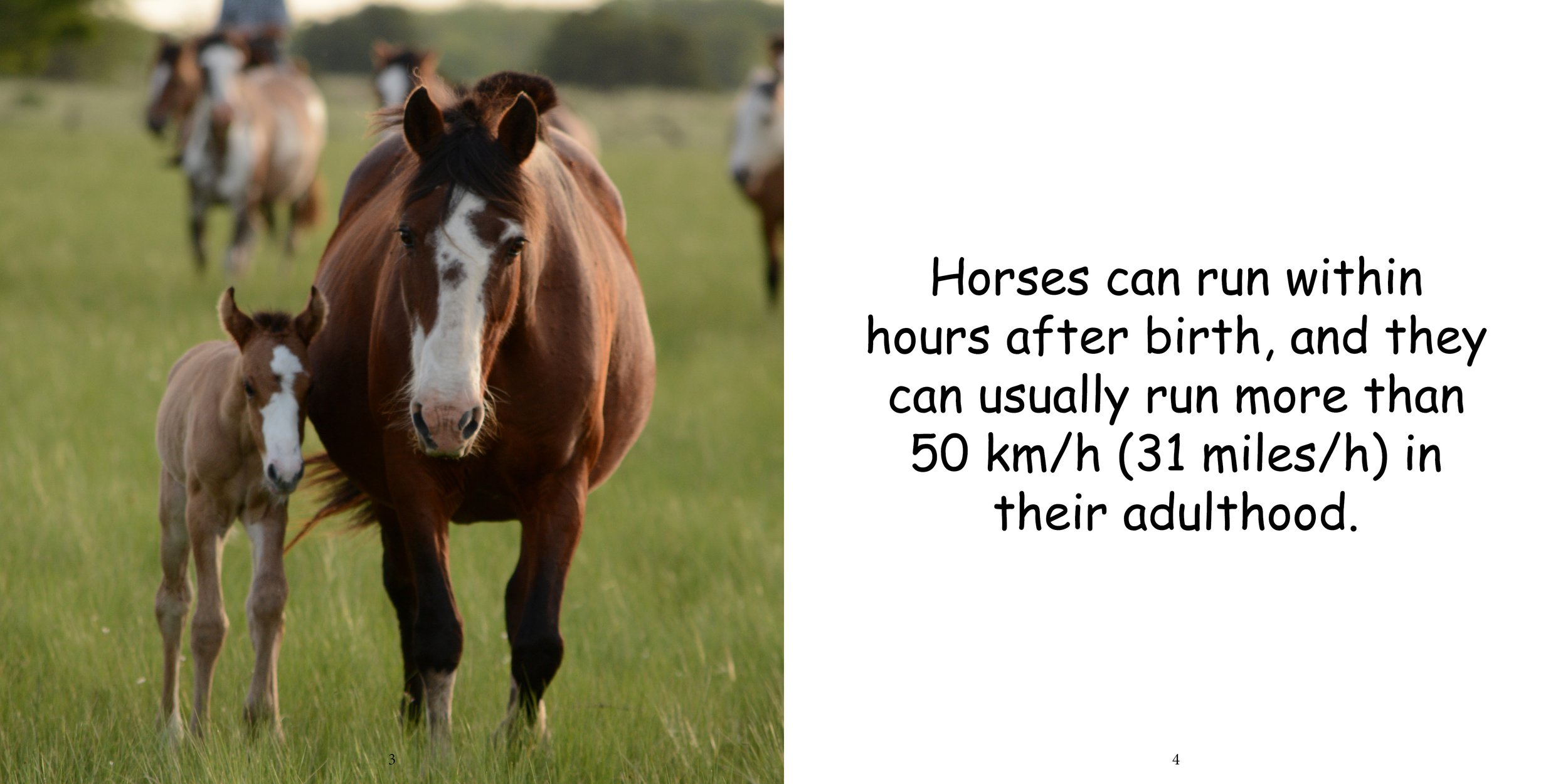 Everything about Horses - Animal Series5.jpg