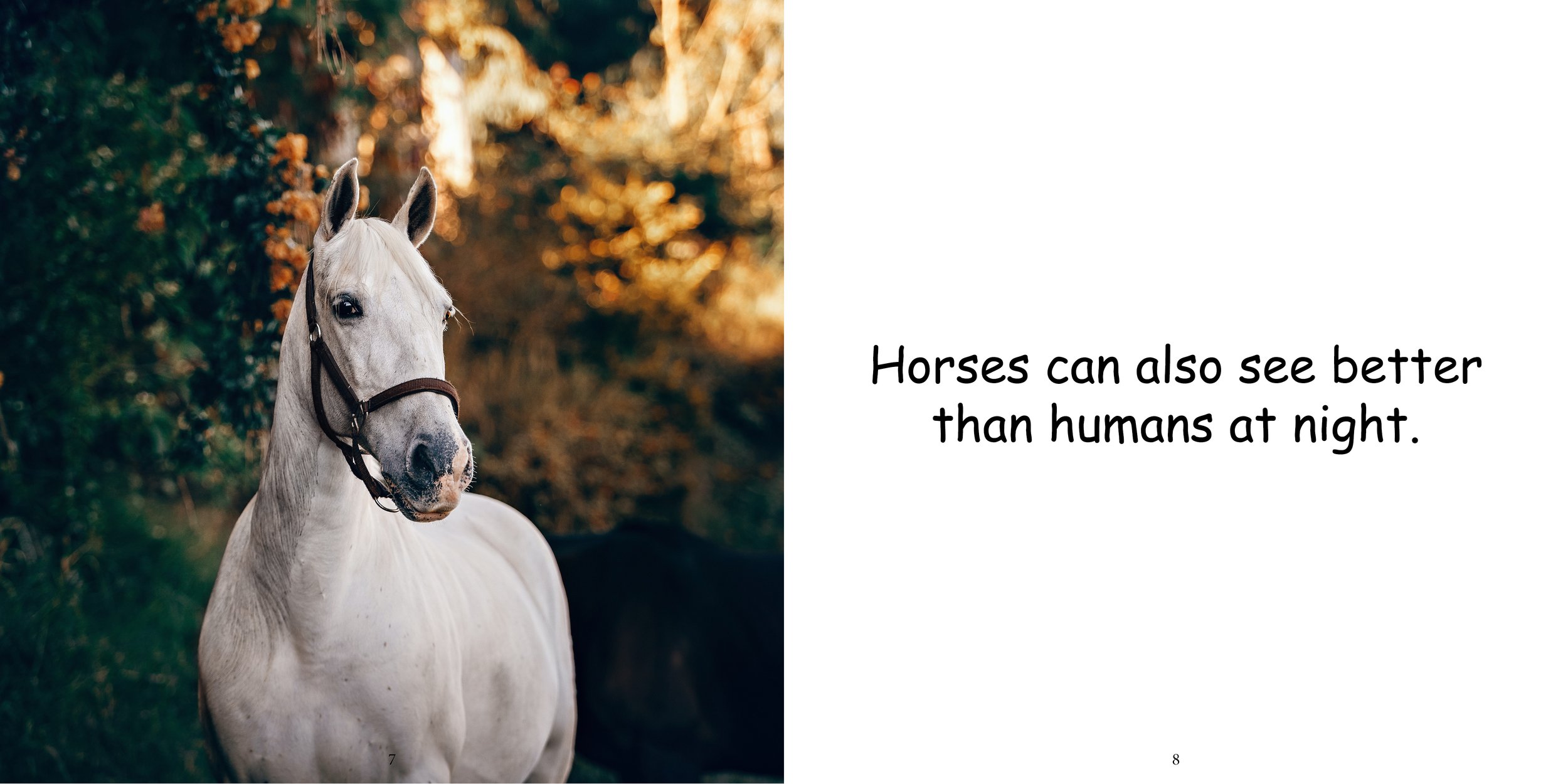 Everything about Horses - Animal Series7.jpg