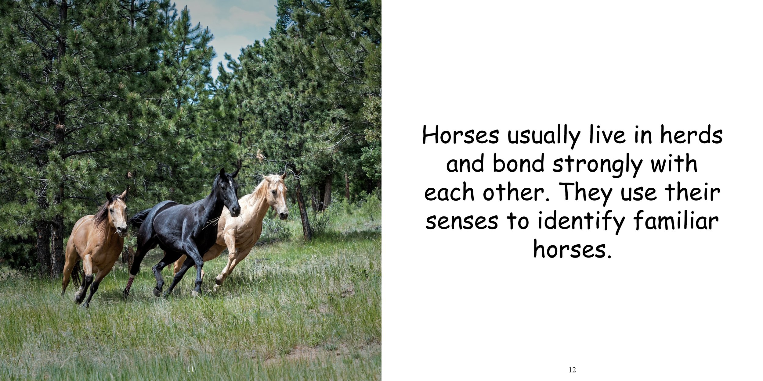 Everything about Horses - Animal Series9.jpg