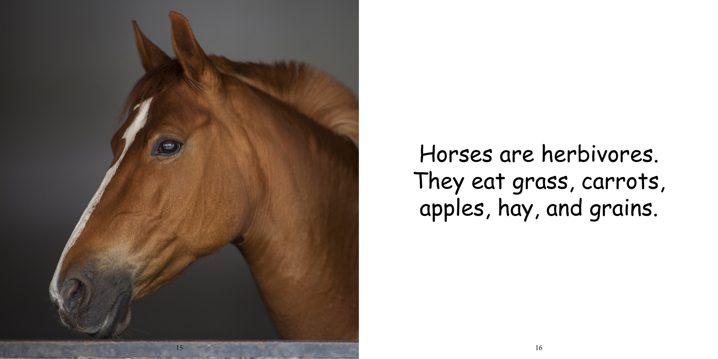 Everything about Horses - Animal Series11.jpg