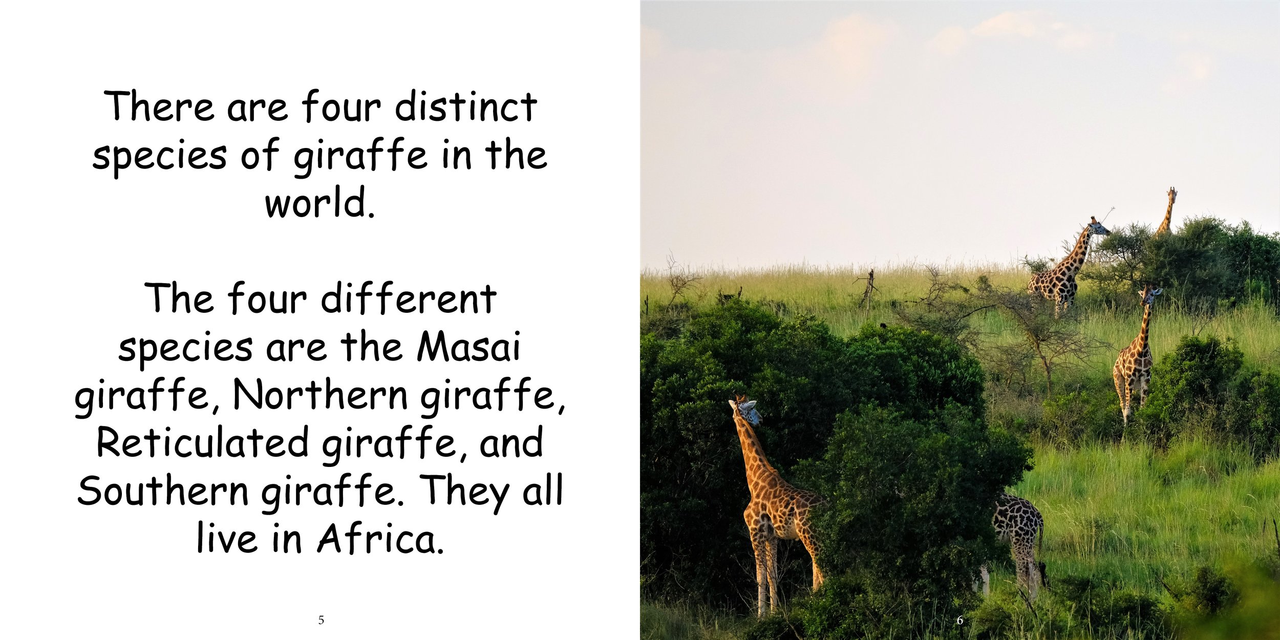 Everything about Giraffes - Animal Series6.jpg