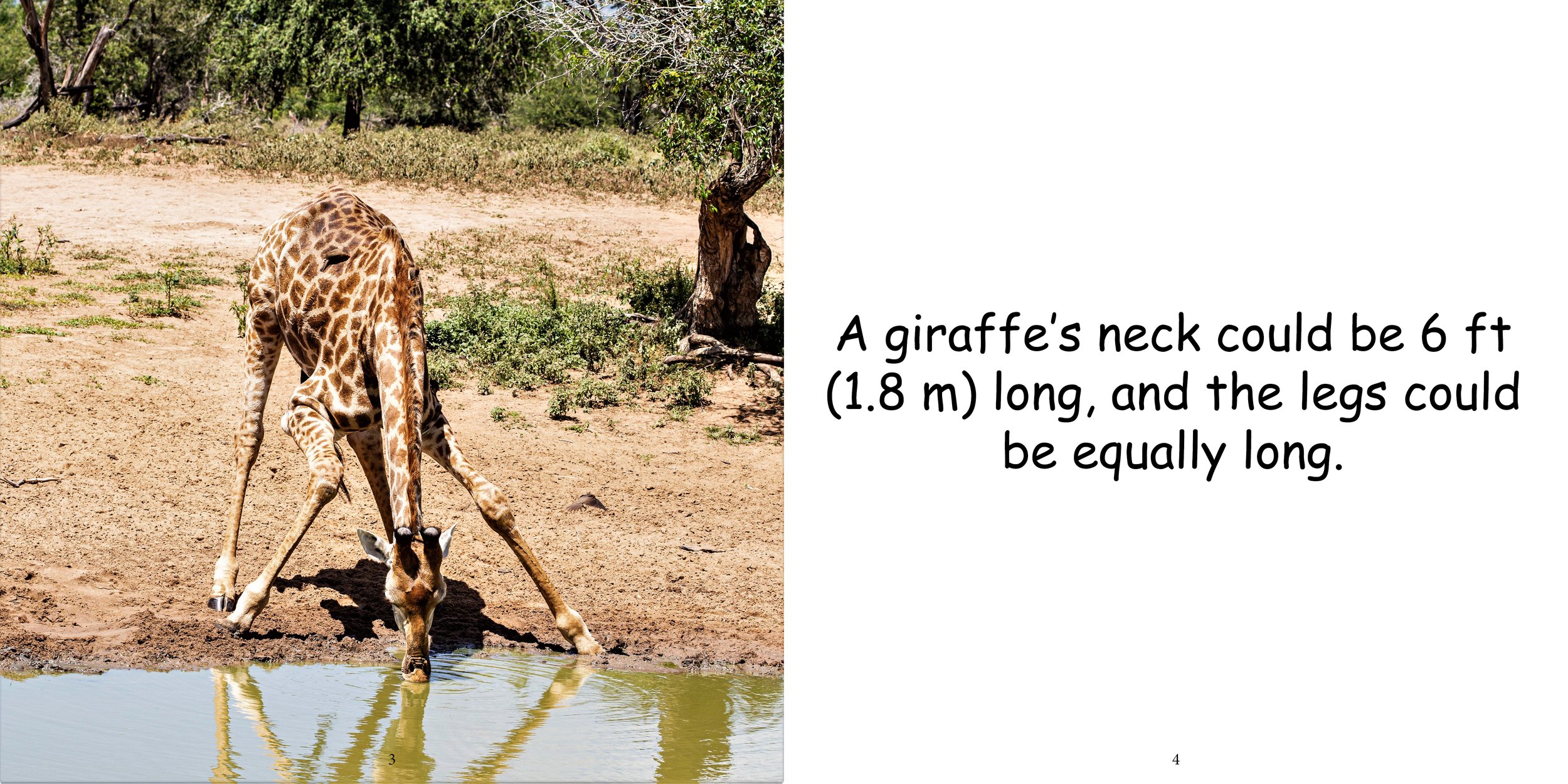 Everything about Giraffes - Animal Series5.jpg