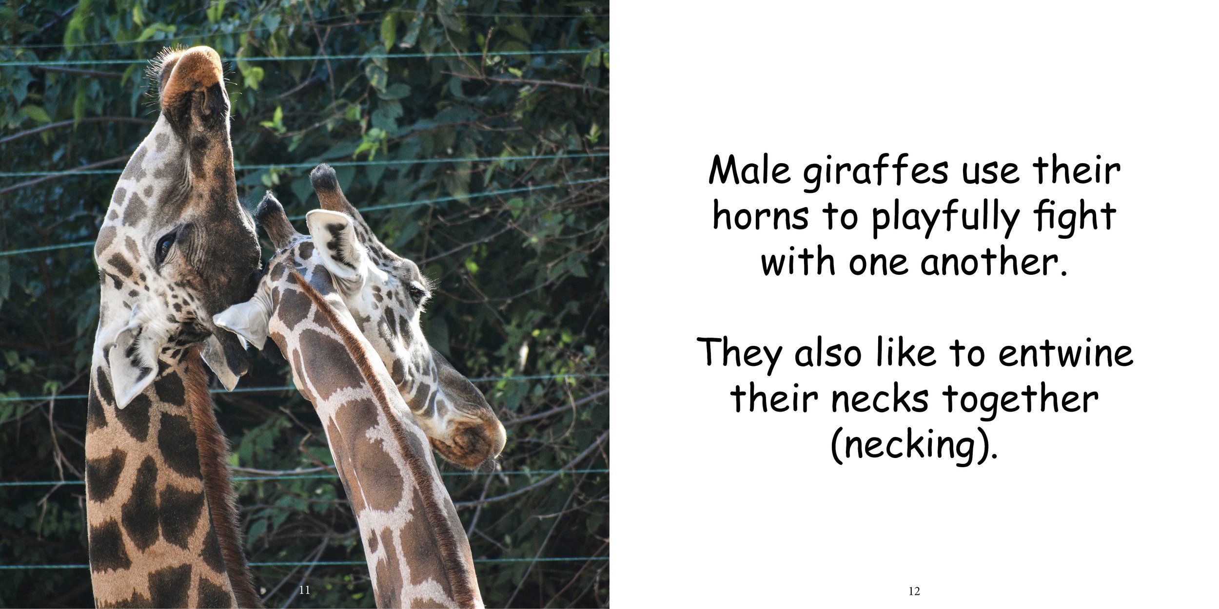 Everything about Giraffes - Animal Series9.jpg