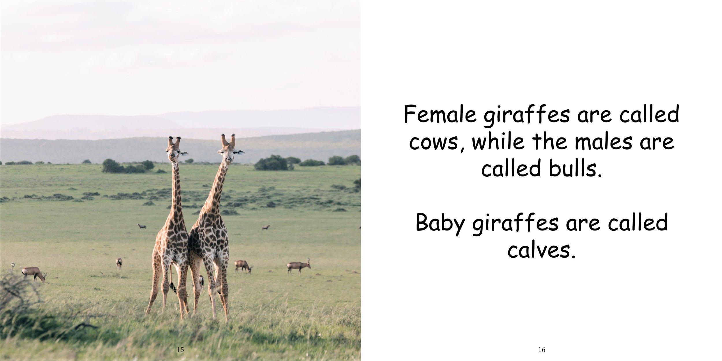 Everything about Giraffes - Animal Series11.jpg