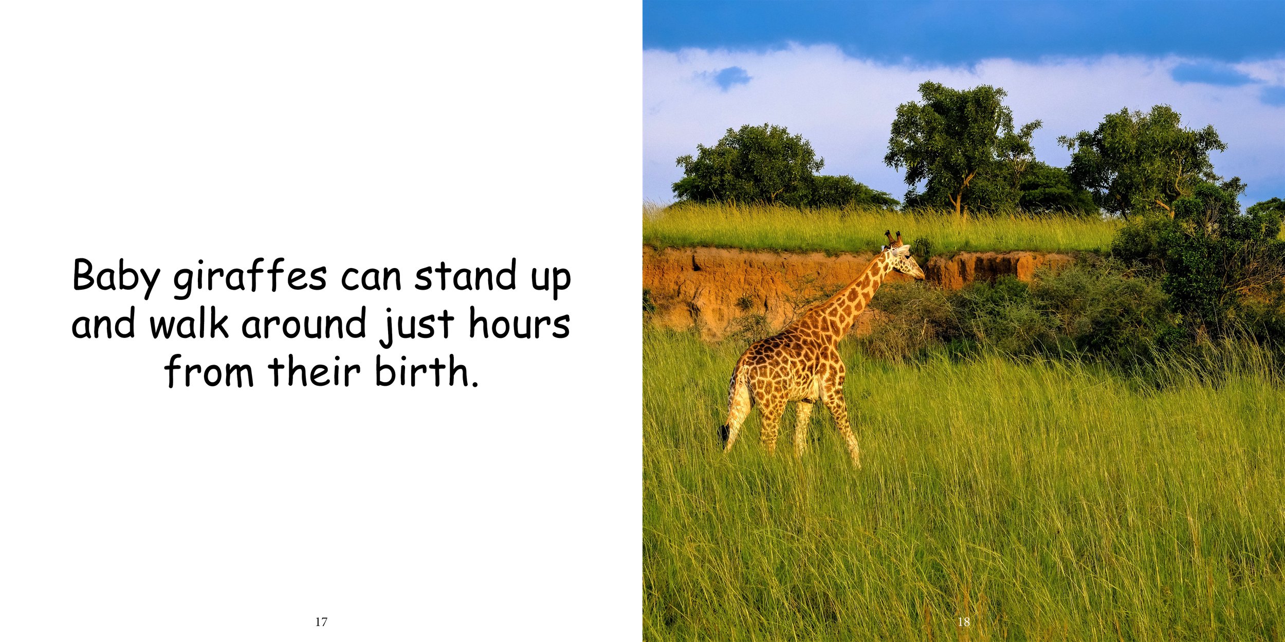 Everything about Giraffes - Animal Series12.jpg
