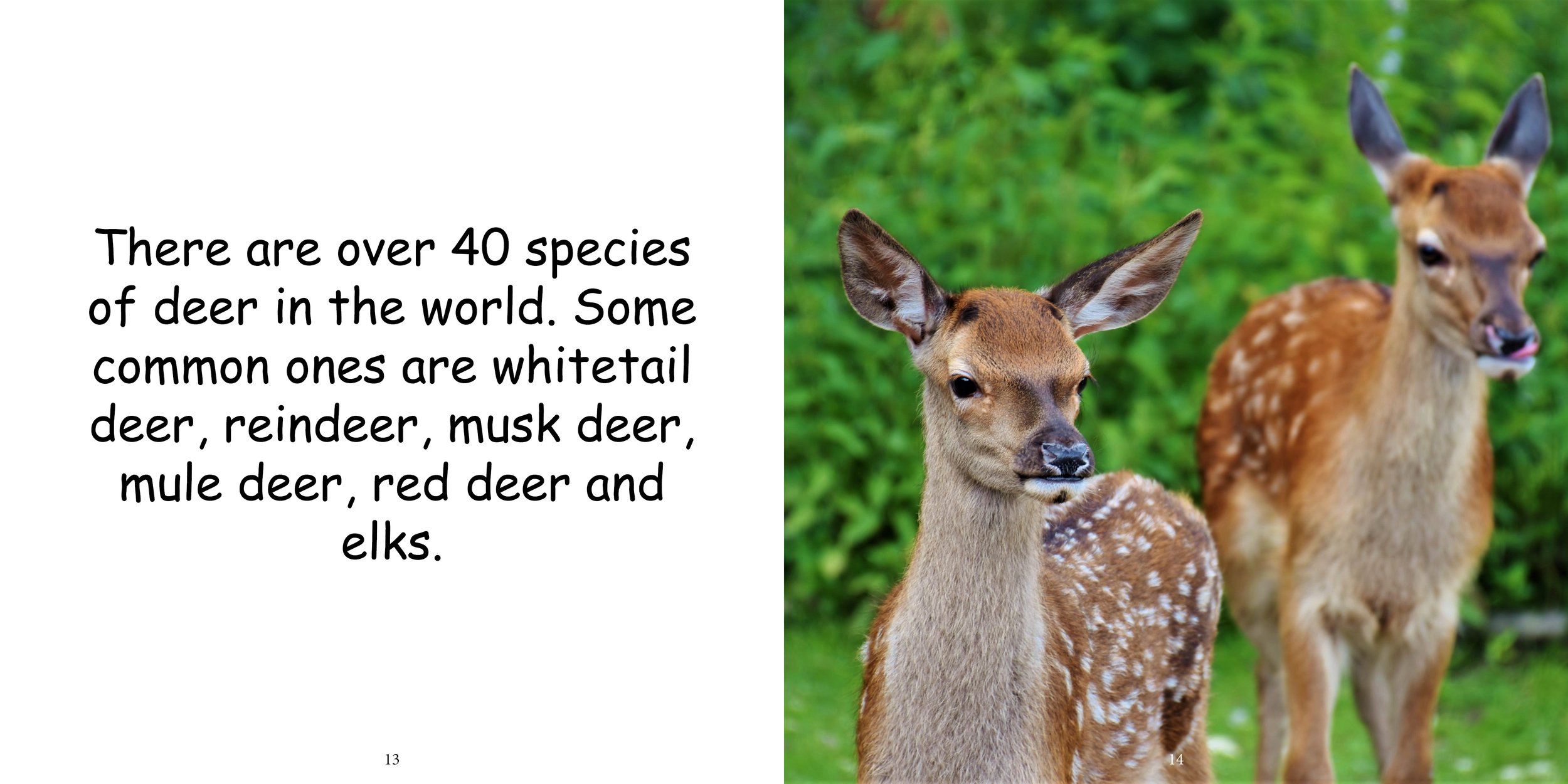 Everything about Deer - Animal Series5.jpg