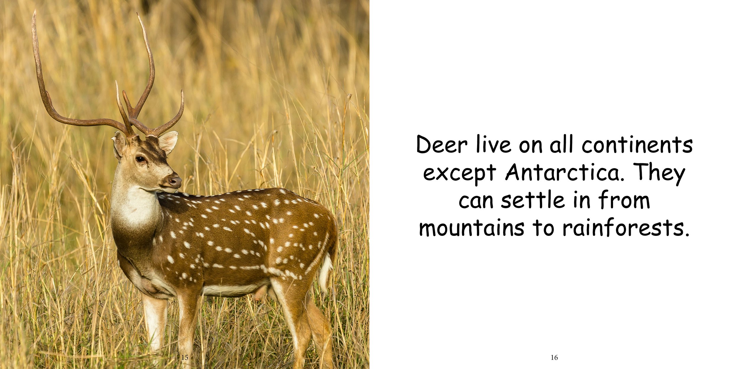 Everything about Deer - Animal Series6.jpg
