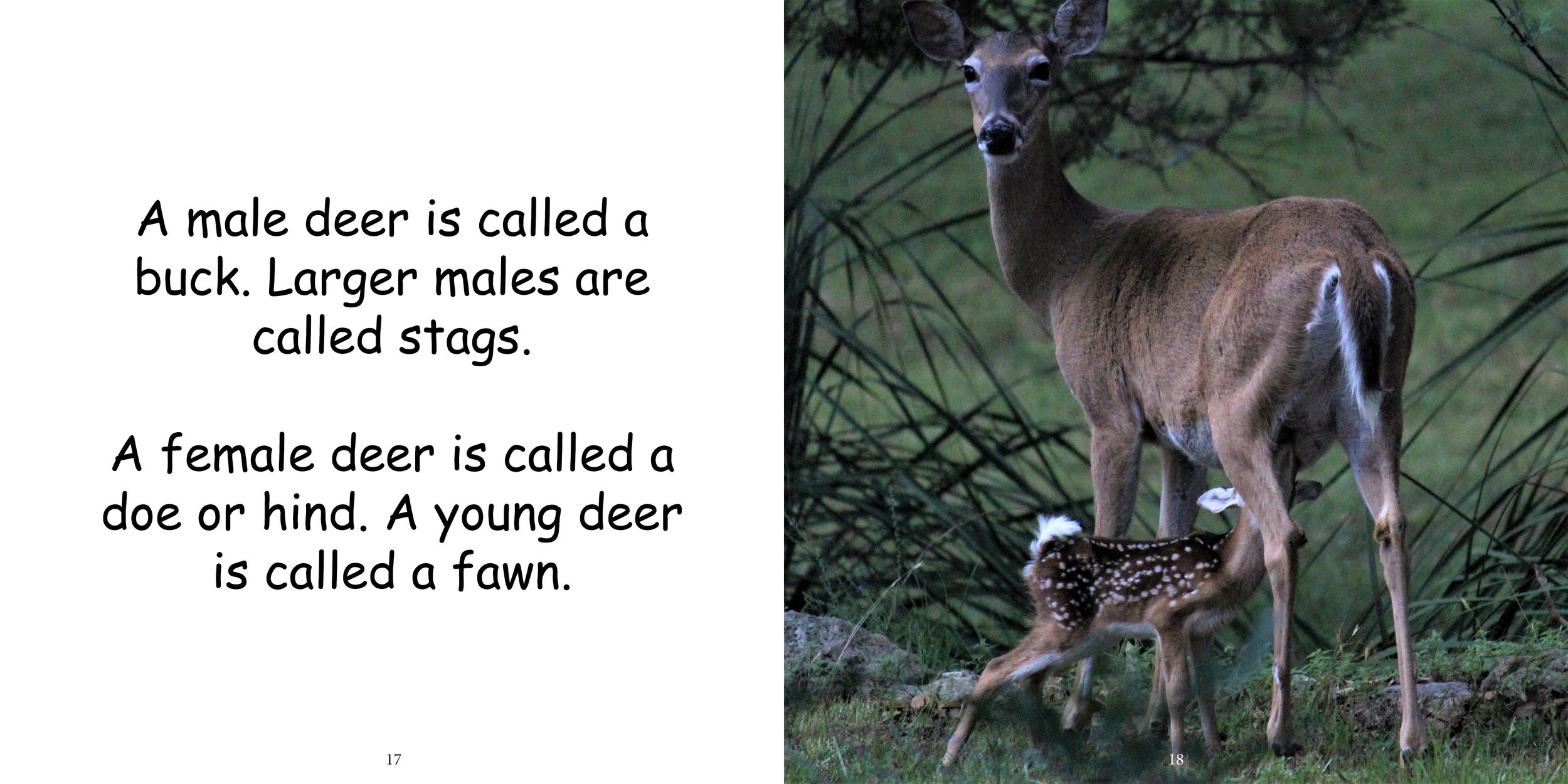 Everything about Deer - Animal Series7.jpg