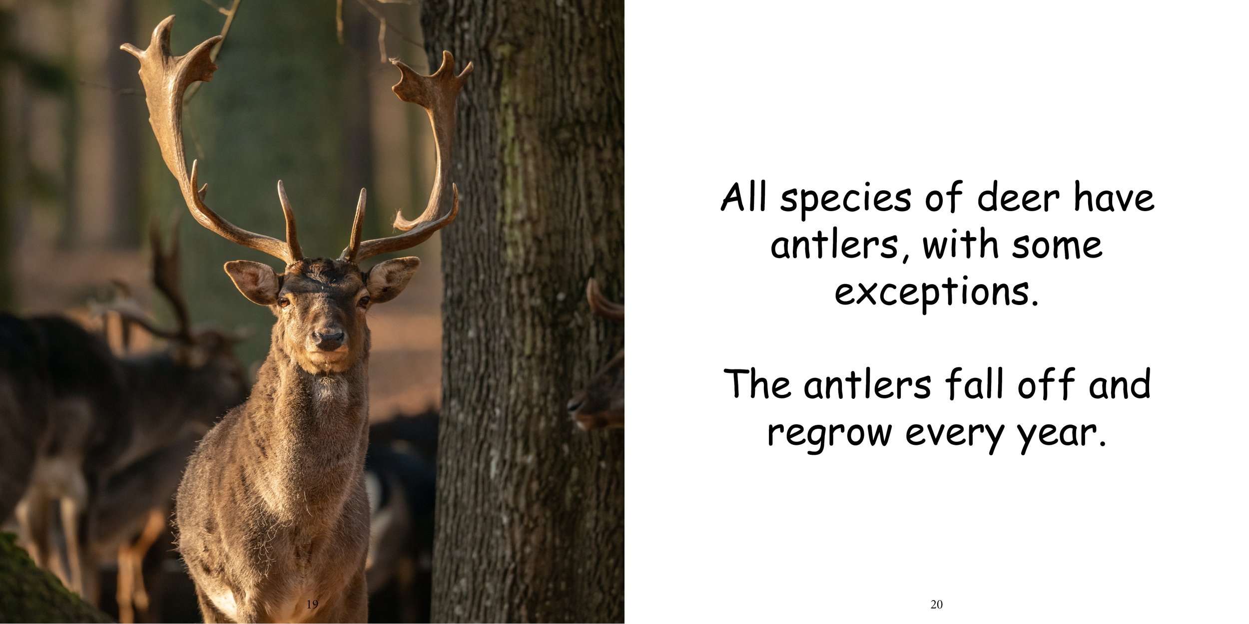 Everything about Deer - Animal Series8.jpg