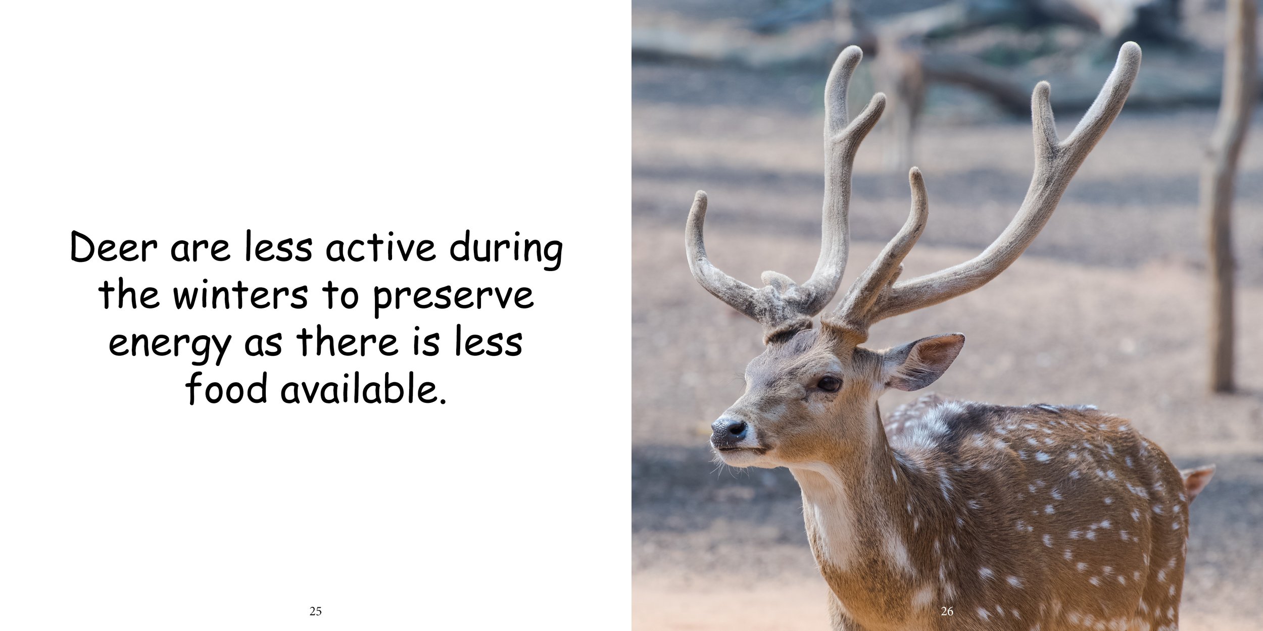 Everything about Deer - Animal Series11.jpg