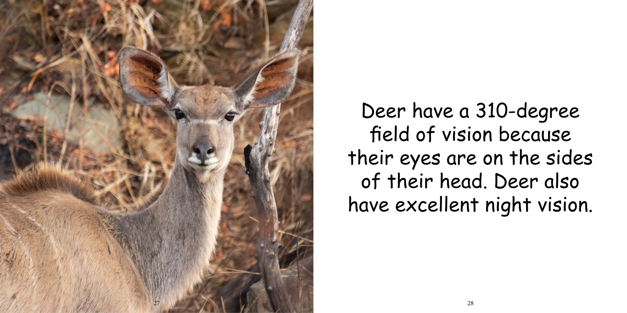 Everything about Deer - Animal Series12.jpg