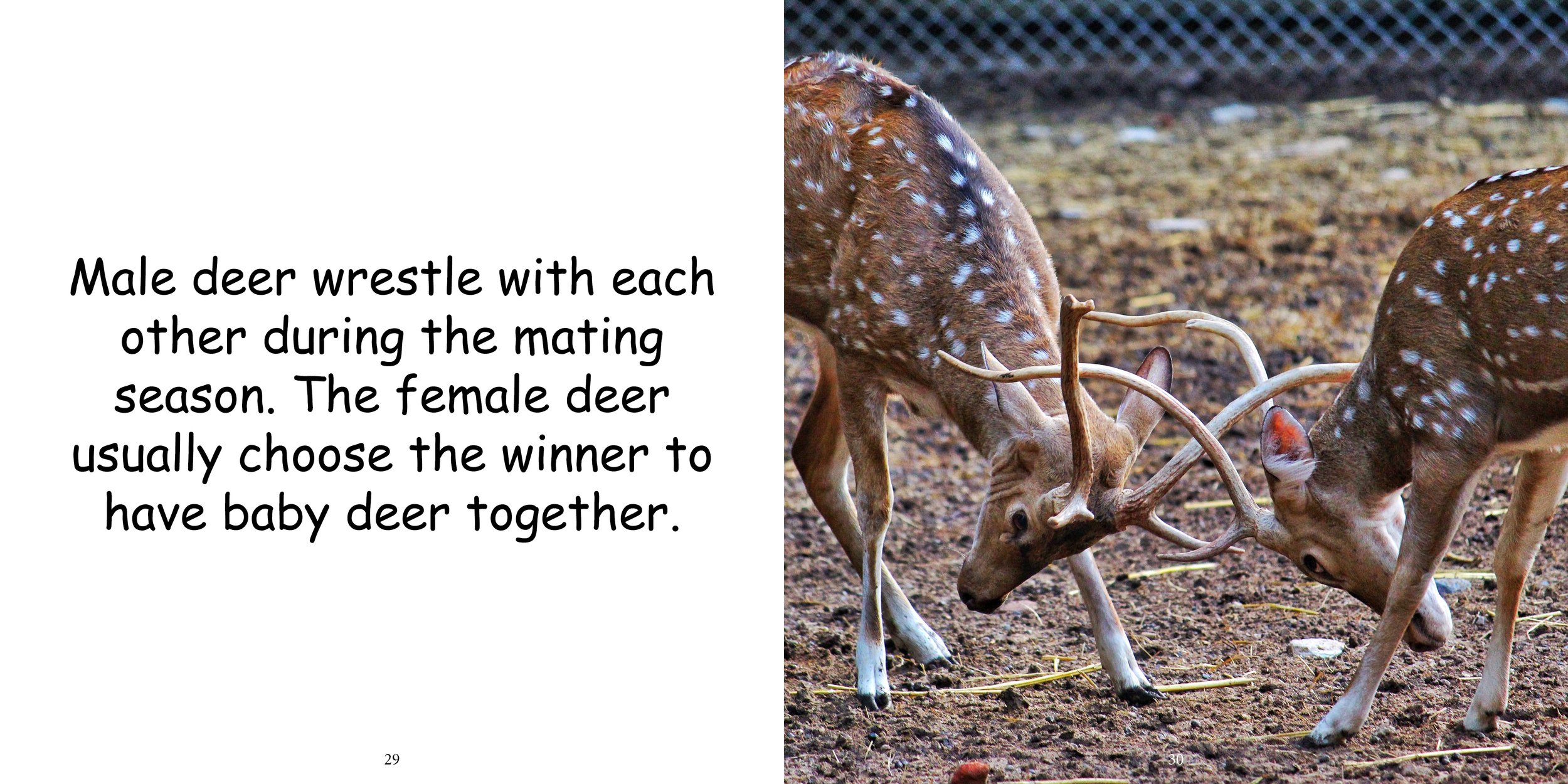 Everything about Deer - Animal Series13.jpg