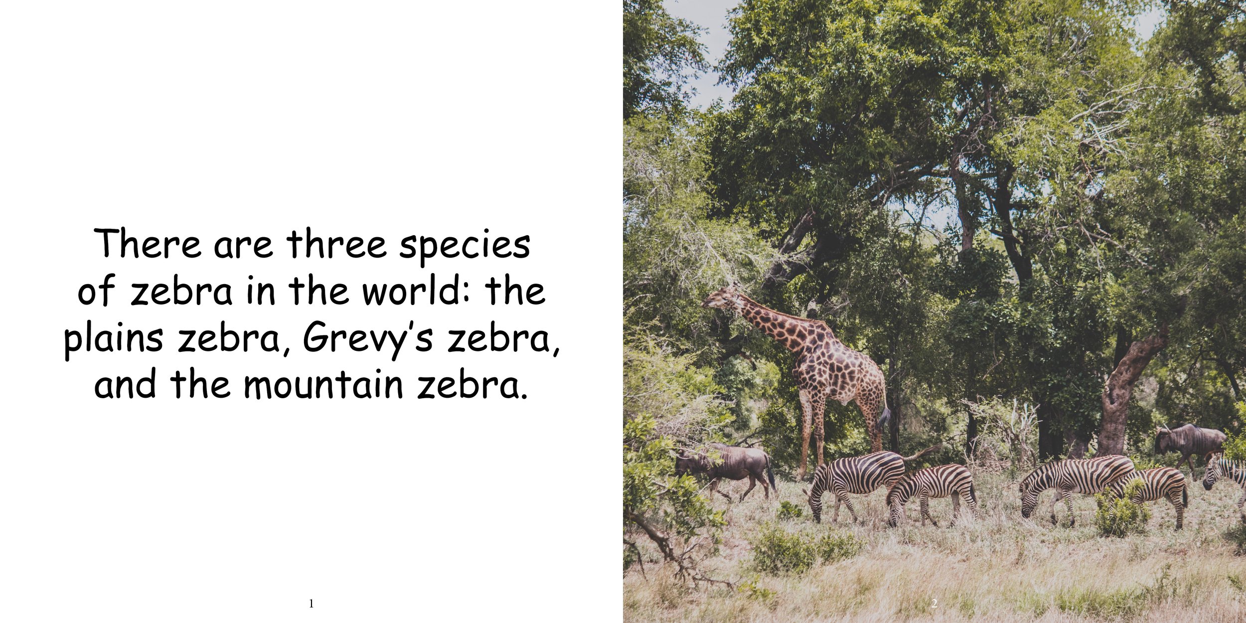 Everything about Zebra - Animal Series6.jpg